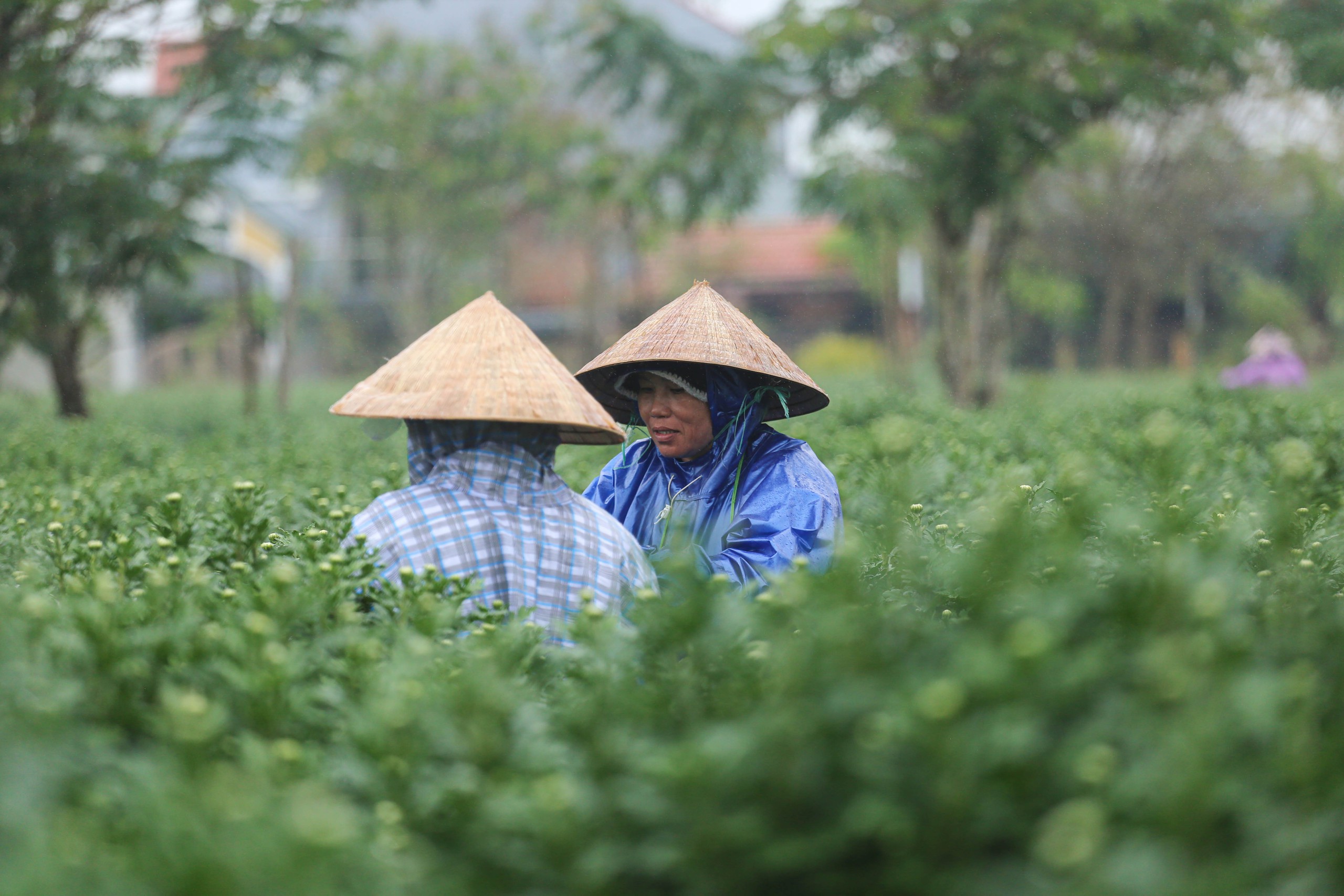 Làng hoa cúc Huế: Hoa đẹp, nở đúng tết nhưng chỉ bán... lai rai- Ảnh 6.