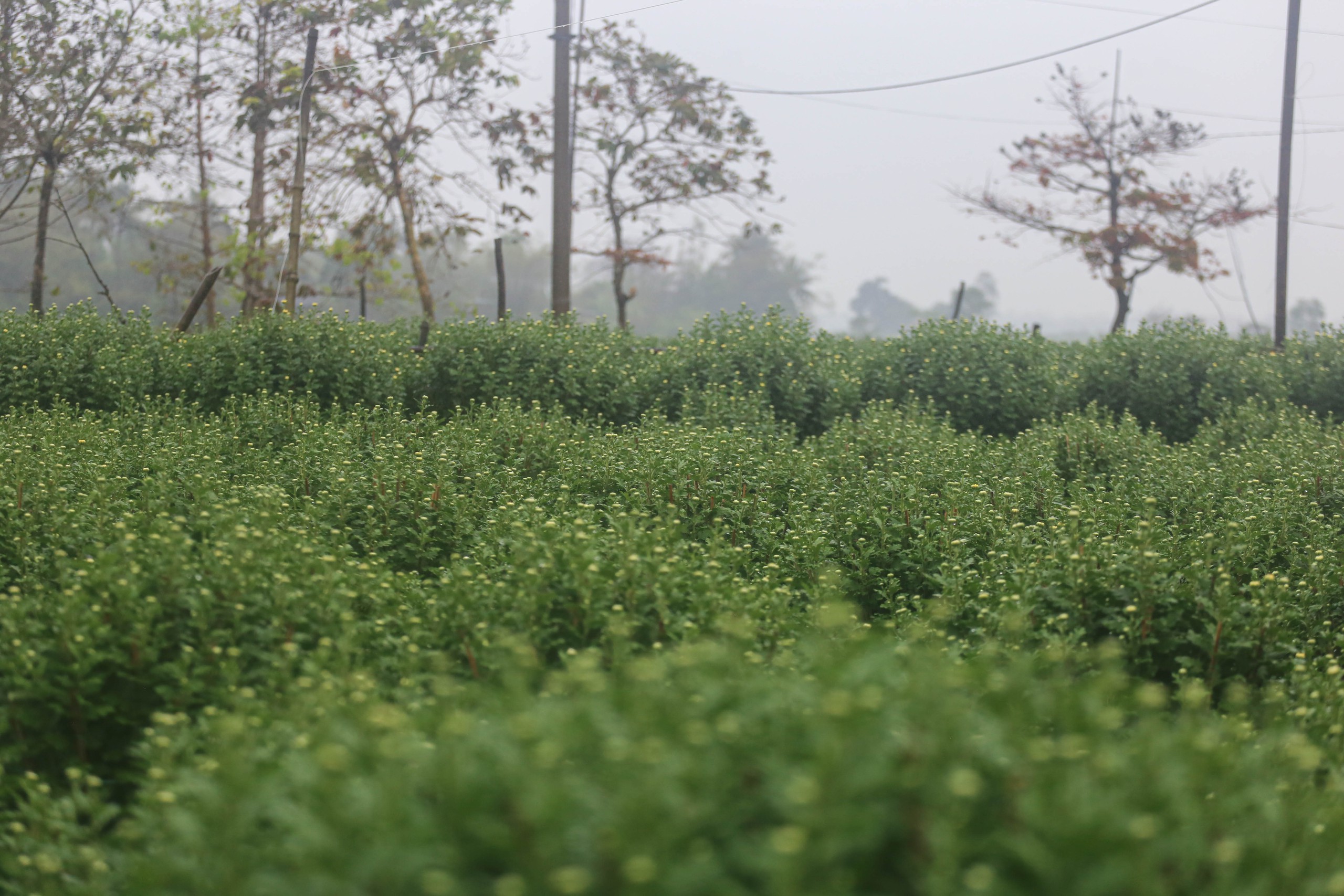 Làng hoa cúc Huế: Hoa đẹp, nở đúng tết nhưng chỉ bán... lai rai- Ảnh 4.