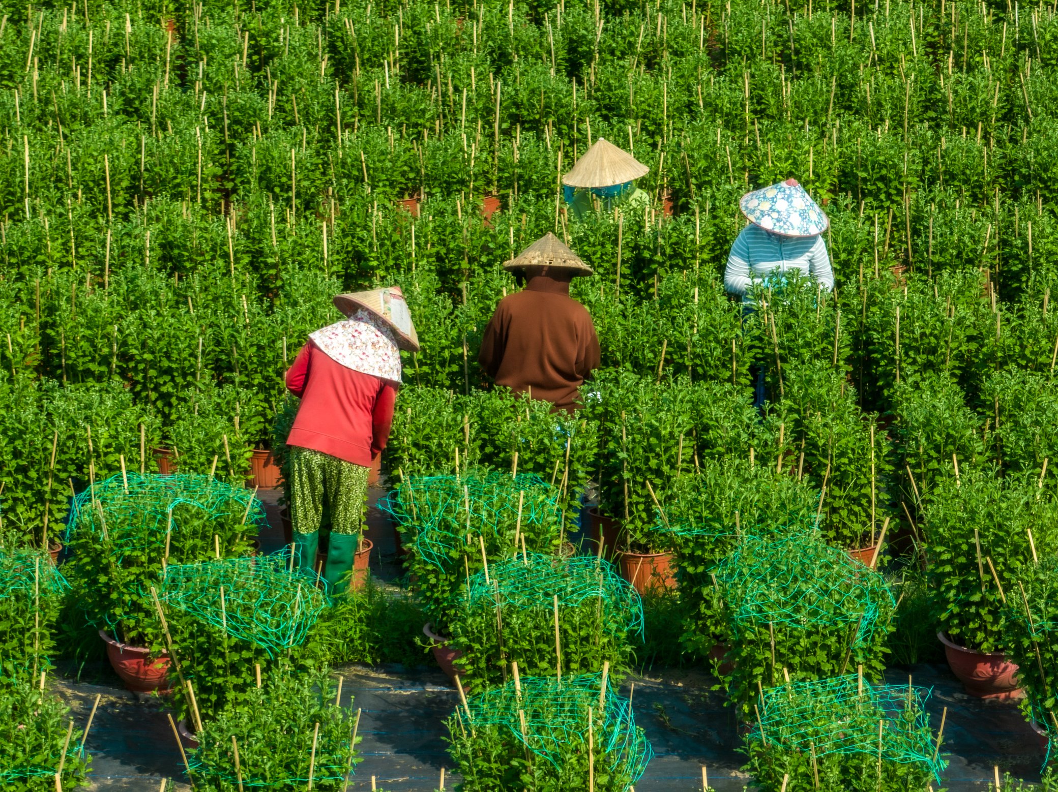 Làng hoa lớn nhất TP.HCM đẹp mê mẩn mùa tết: Chủ 'ngóng' khách từng ngày vì lo ế- Ảnh 8.