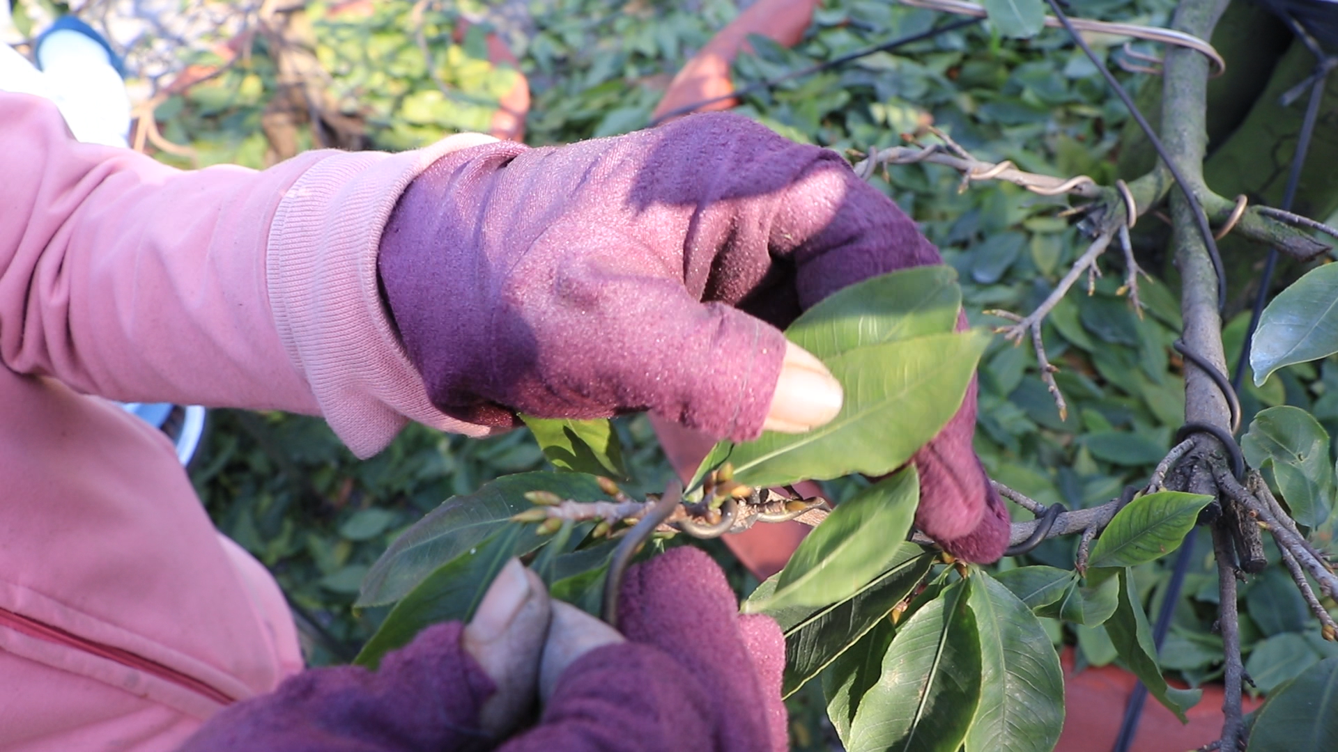 Nhọc nhằn 'đường đua' kiếm tiền lo tết: Bà nội trợ lặt lá mai thuê dưới nắng cháy người- Ảnh 2.