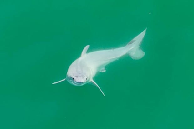Lần đầu phát hiện một chú cá mập trắng vừa chào đời- Ảnh 1.