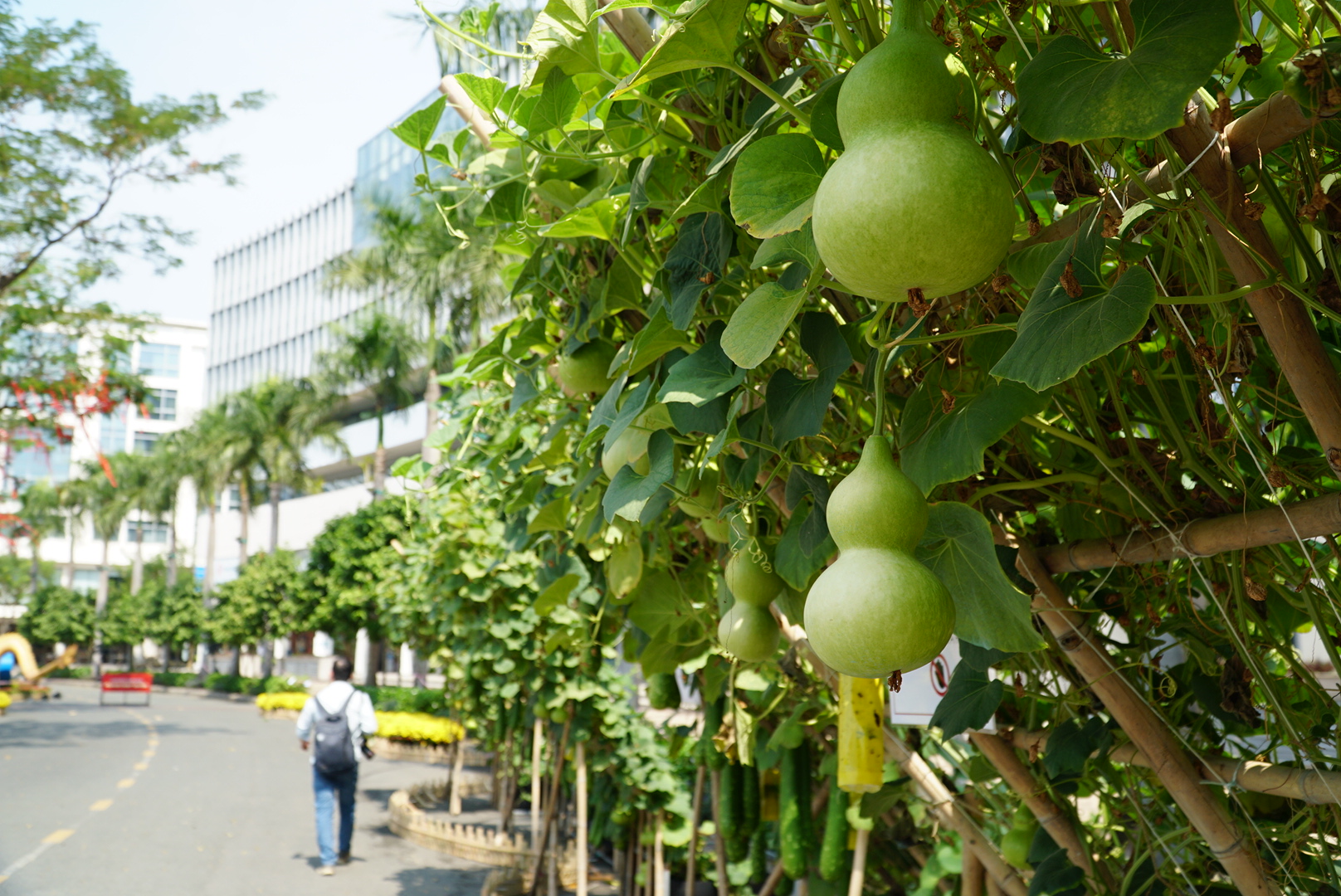 Có gì bên trong đường hoa Phú Mỹ Hưng khi sắp mở cửa đón khách?- Ảnh 8.