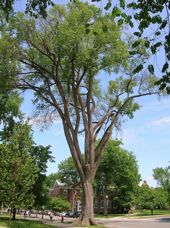 Cây Slippery Elm ở vùng Bắc Mỹ