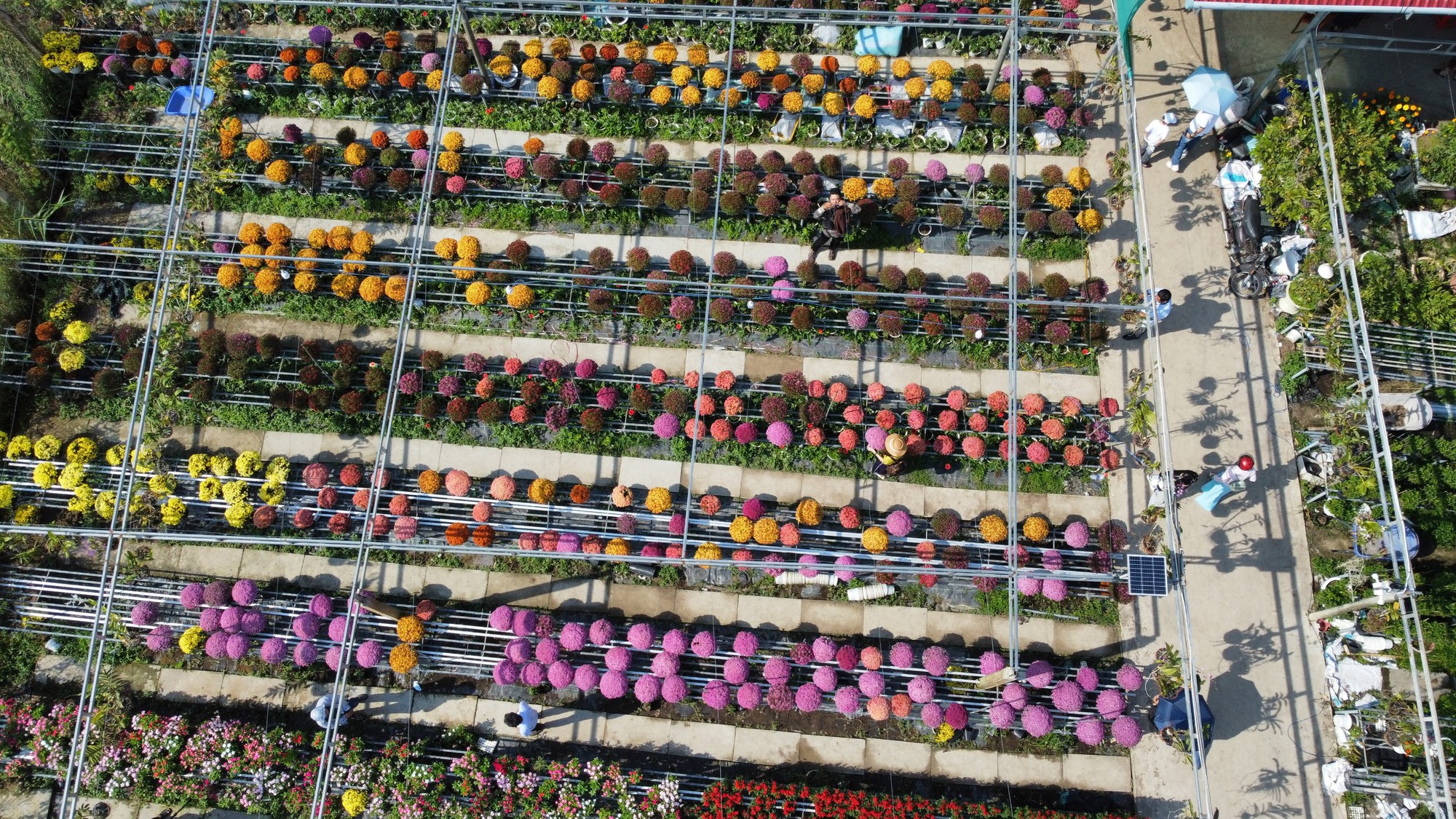 Festival hoa kiểng Sa Đéc thu hút 245.000 lượt khách, tiêu thụ 300.000 giỏ hoa- Ảnh 2.