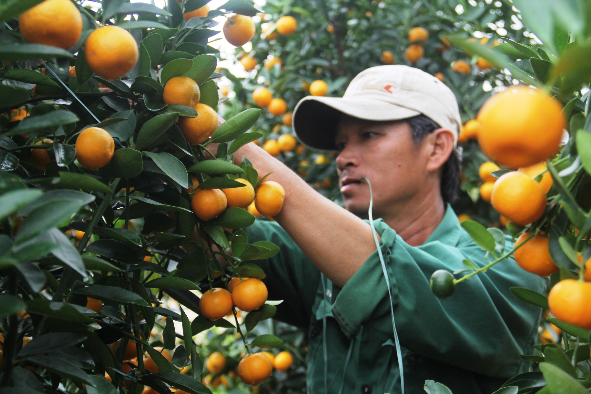 'Thủ phủ' quất cảnh miền Trung 'cháy hàng' tết, thương lái đặt mua từ lâu- Ảnh 10.