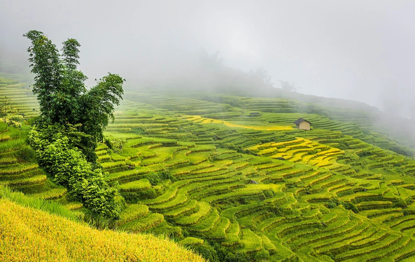 สวยงามตระการตากับทุ่งขั้นบันไดอันเลื่องชื่อของเวียดนาม - ภาพที่ 3 Đẹp ngỡ ngàng với những ruộng bậc thang nổi tiếng tại Việt Nam- Ảnh 3.