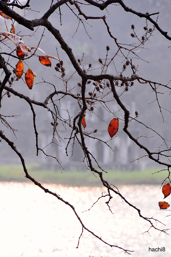 Khi c&acirc;y b&agrave;ng 'mồ c&ocirc;i'&hellip; Ph&uacute; Quang- Ảnh 4.