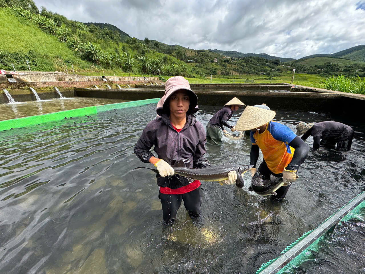 Lên núi nuôi cá tầm, người đàn ông thu về bạc tỉ- Ảnh 2.