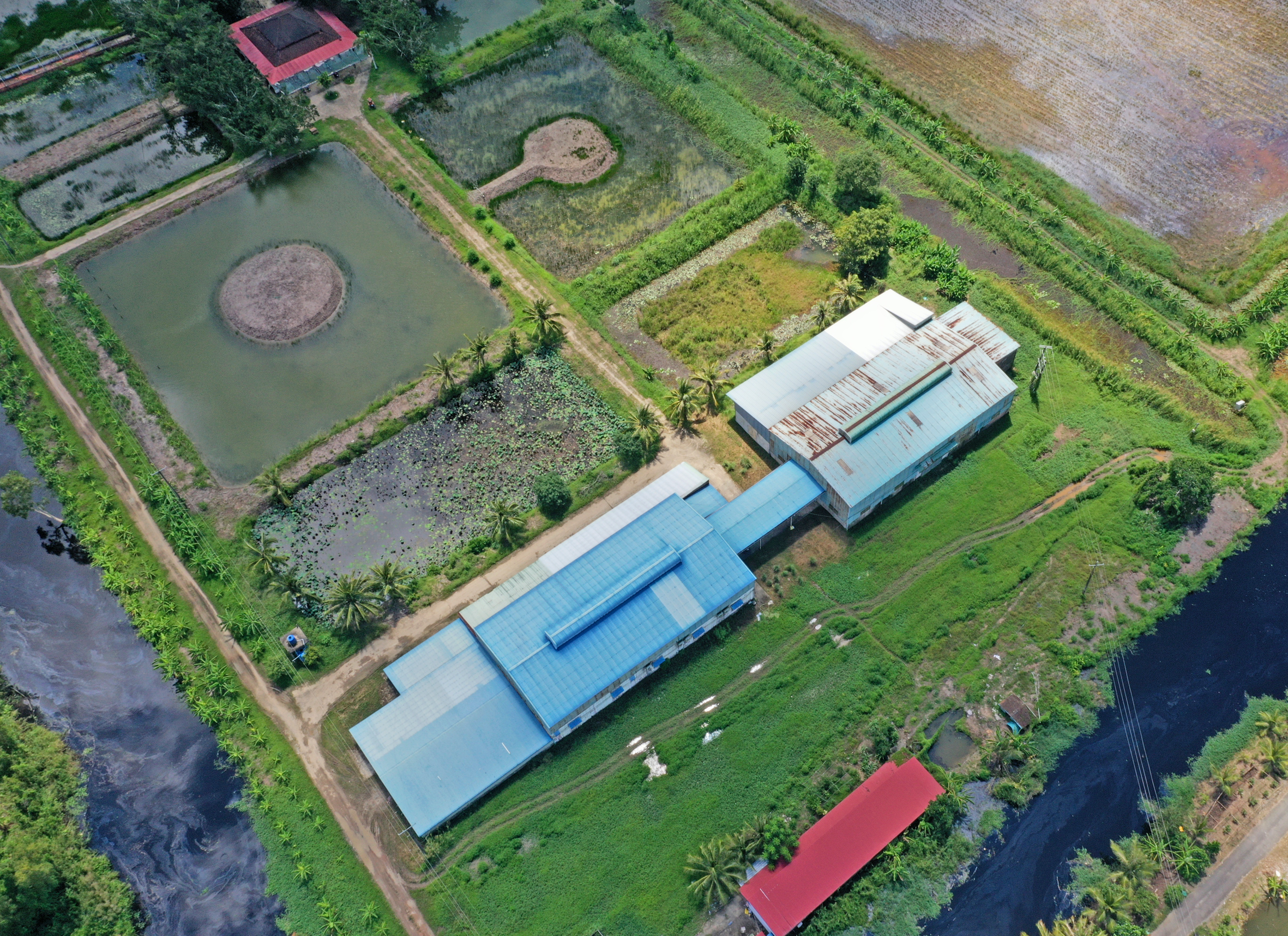 Thanh tra dự án lúa sạch có 3,28 ha đất chuyển đổi trái phép ở Cà Mau- Ảnh 1.