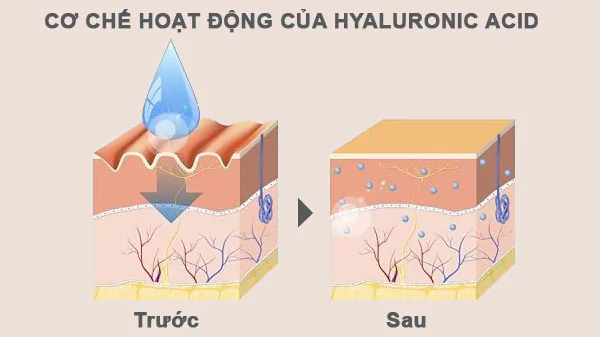 Hyaluronic Acid là gì? Tác dụng đối với làn da và top 5 được tìm mua nhiều- Ảnh 3.