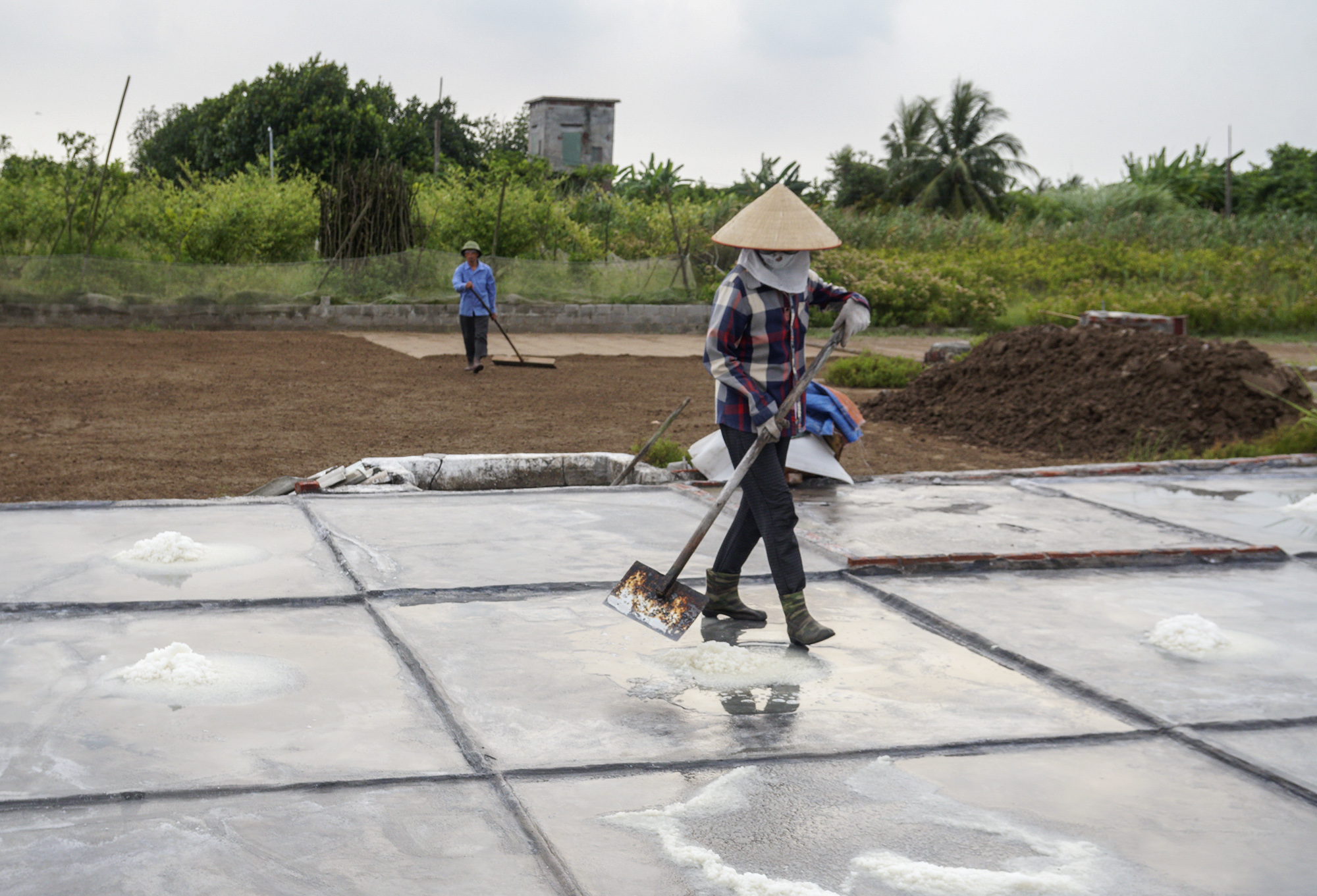 Làm muối trong vườn nhà- Ảnh 6.