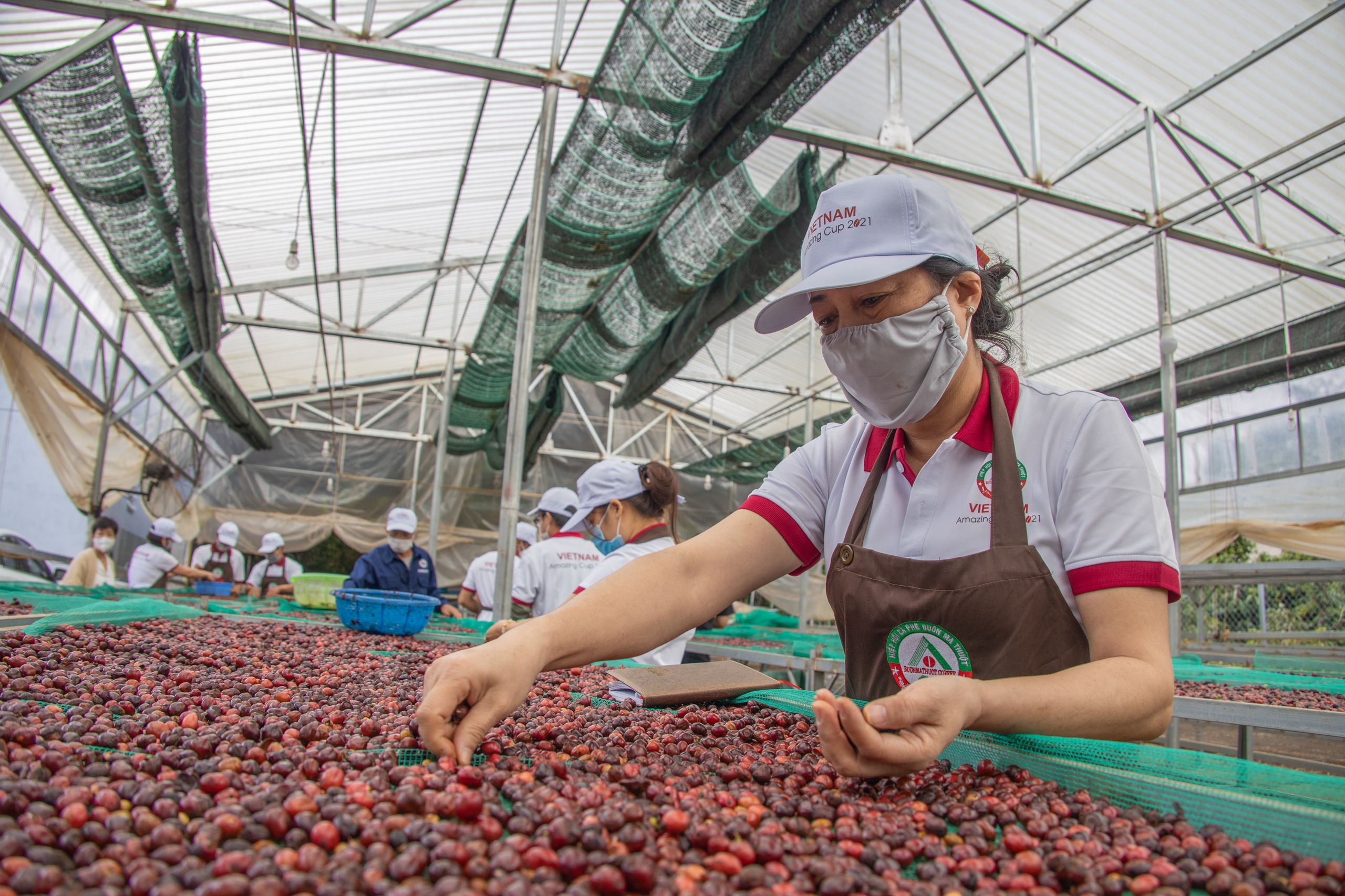 Giá cà phê đã xanh trở lại- Ảnh 1.