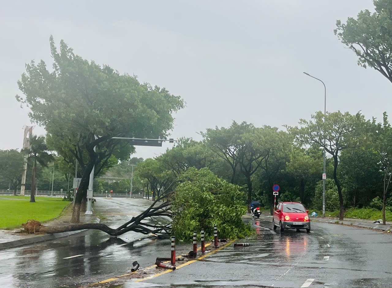 Bão Trà Mi: Đà Nẵng có mưa lớn, gió mạnh khiến cây xanh ngã đổ hàng loạt- Ảnh 1.