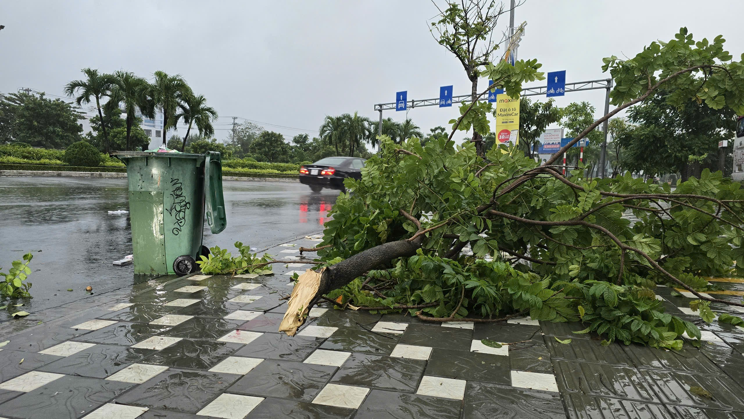 Bão Trà Mi: Đà Nẵng có mưa lớn, gió mạnh khiến cây xanh ngã đổ hàng loạt- Ảnh 2.