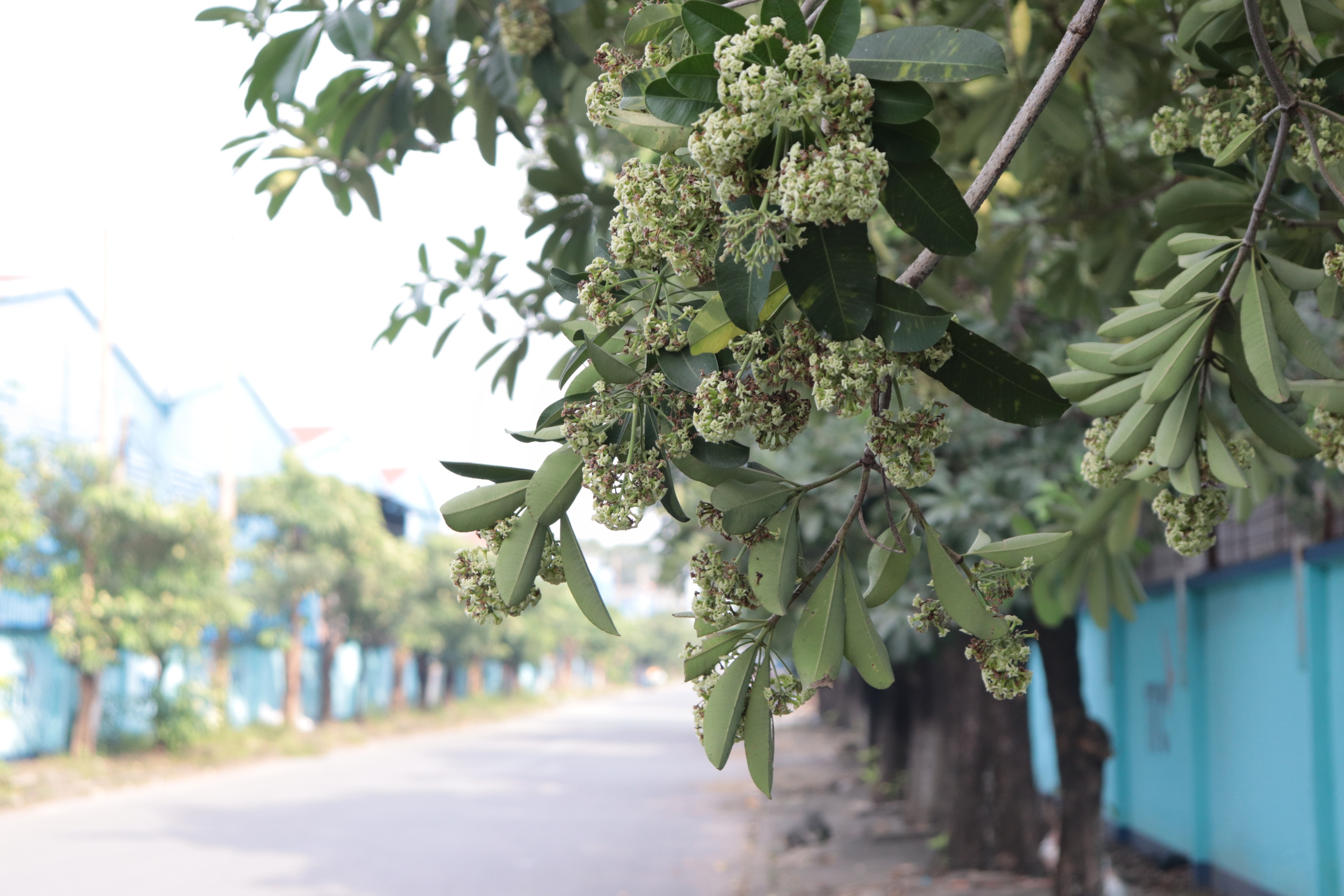 Xem nhanh 20h ngày 28.10: 1 người tử vong khi giúp dân dọn dẹp sau bão Trà Mi | Ám ảnh mùi hoa sữa ở TP.HCM- Ảnh 2.