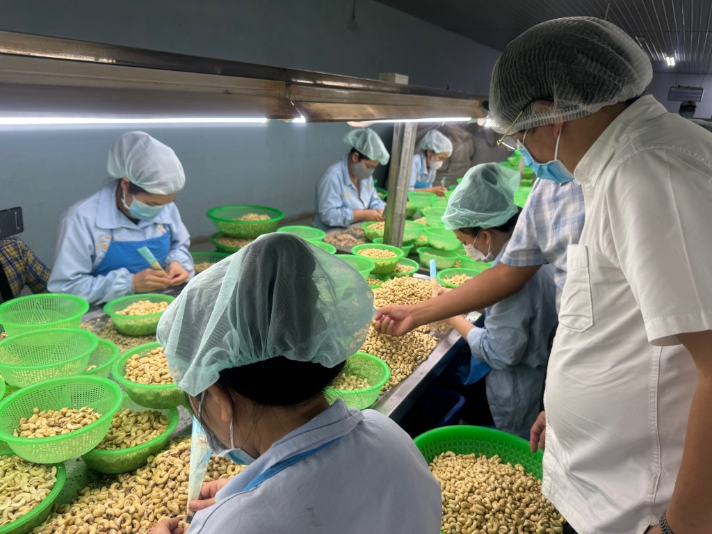 Tiếp tục cạnh tranh giảm giá, ngành điều Việt Nam khó tồn tại- Ảnh 2. Tiếp tục cạnh tranh giảm giá, ngành điều Việt Nam khó tồn tại- Ảnh 2.