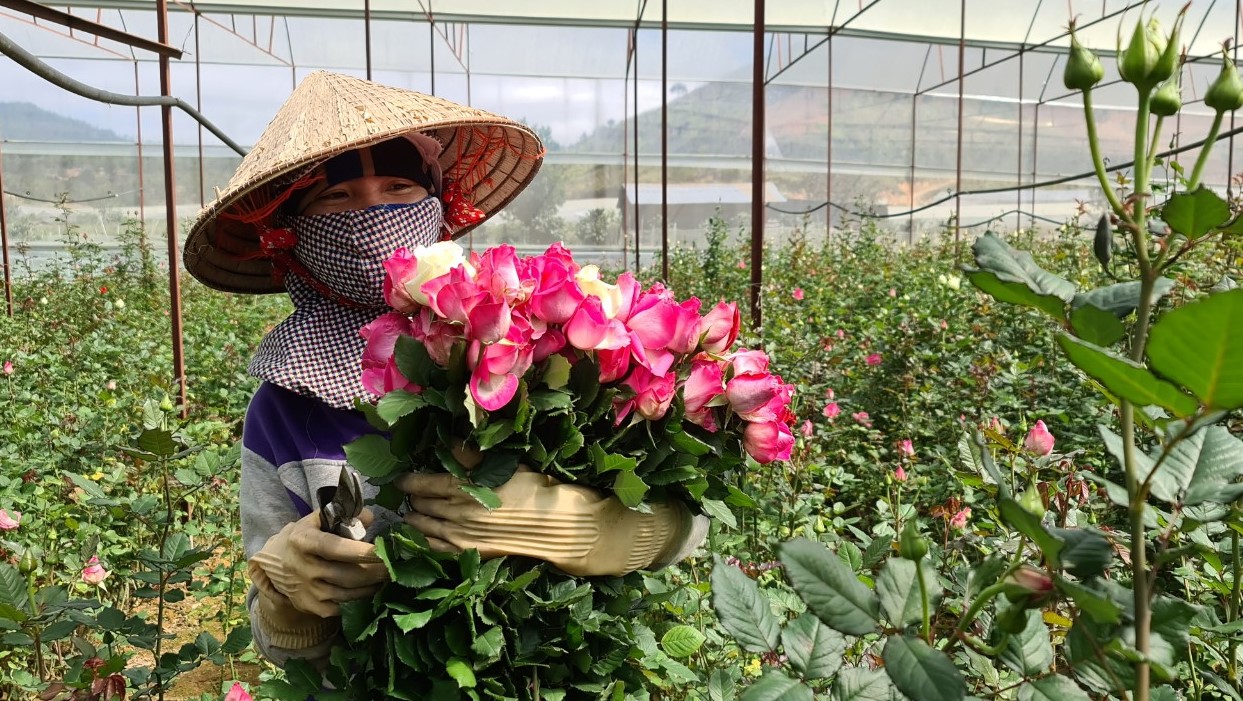 Hoa Đà Lạt tăng giá mạnh trước ngày Nhà giáo Việt Nam- Ảnh 1. Hoa Đà Lạt tăng giá mạnh trước ngày Nhà giáo Việt Nam- Ảnh 1.