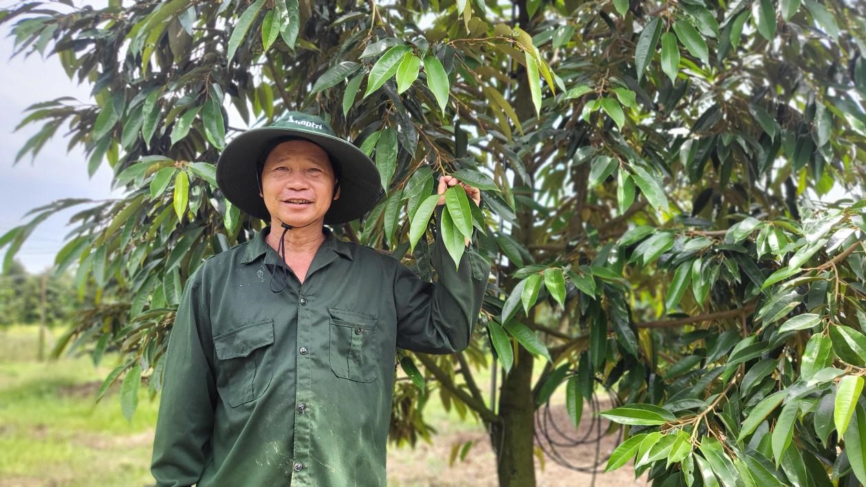 Chú Học cười tươi bên vườn cây ra tược mập, lá xanh dày sau xử lý thúc tược thành công Chú Học cười tươi bên vườn cây ra tược mập, lá xanh dày sau xử lý thúc tược thành công