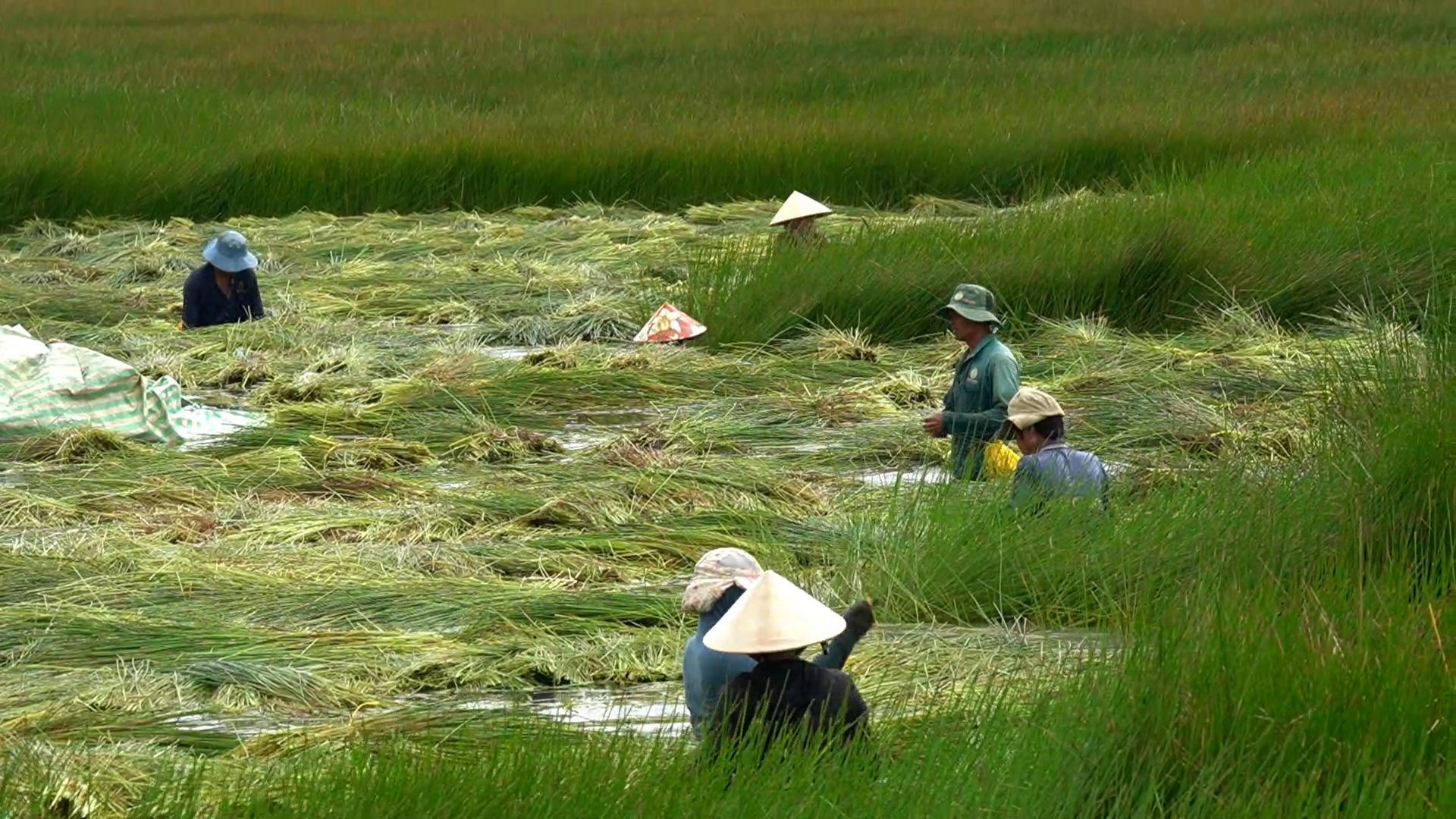 Có những thửa đất ngập cỏ dại, nông dân miền Tây quyết hùn tiền thuê lại: Vì sao?- Ảnh 3.