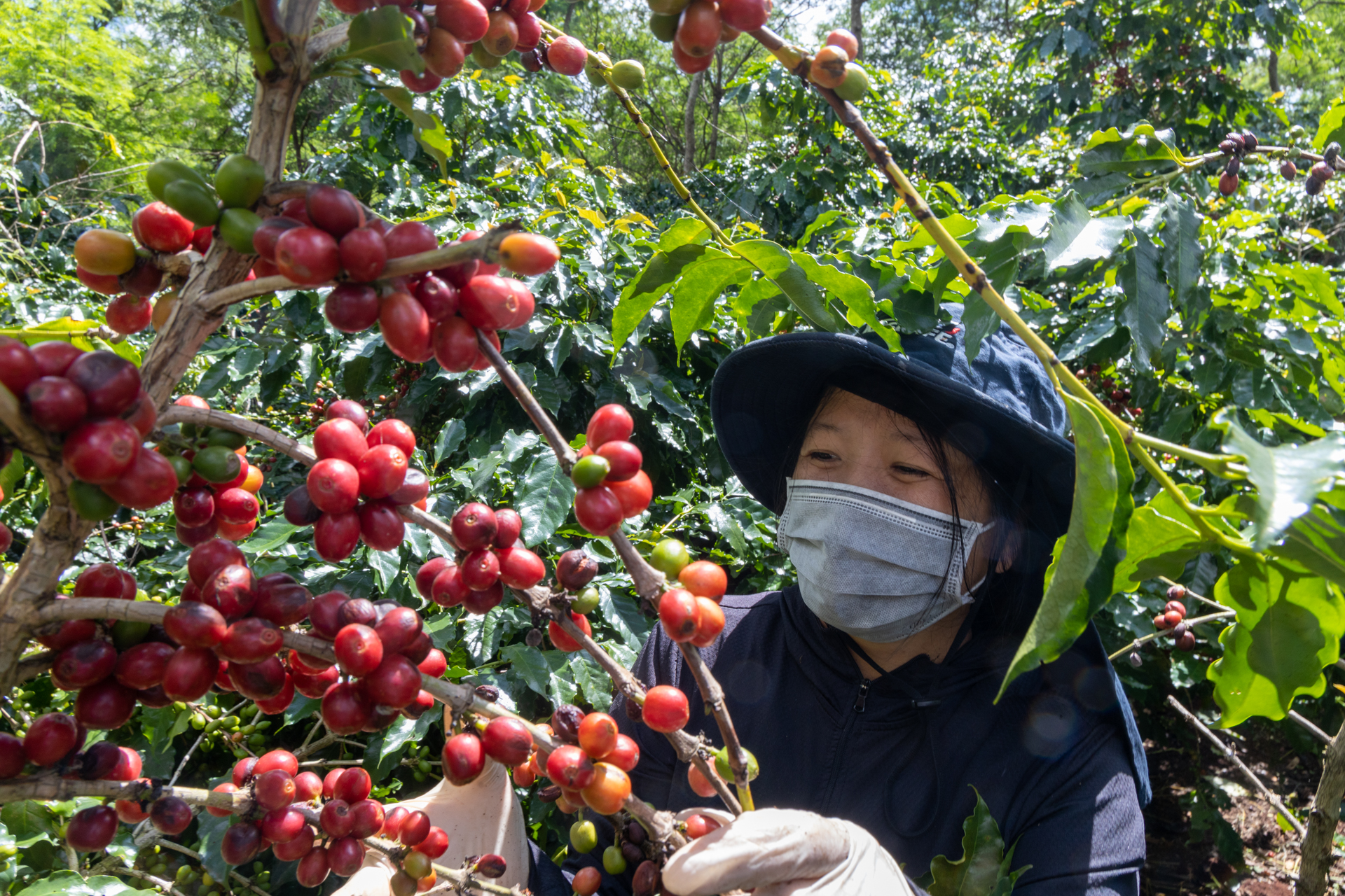 Tiếp tục tăng mạnh, giá cà phê robusta gần chạm mốc lịch sử
- Ảnh 1.