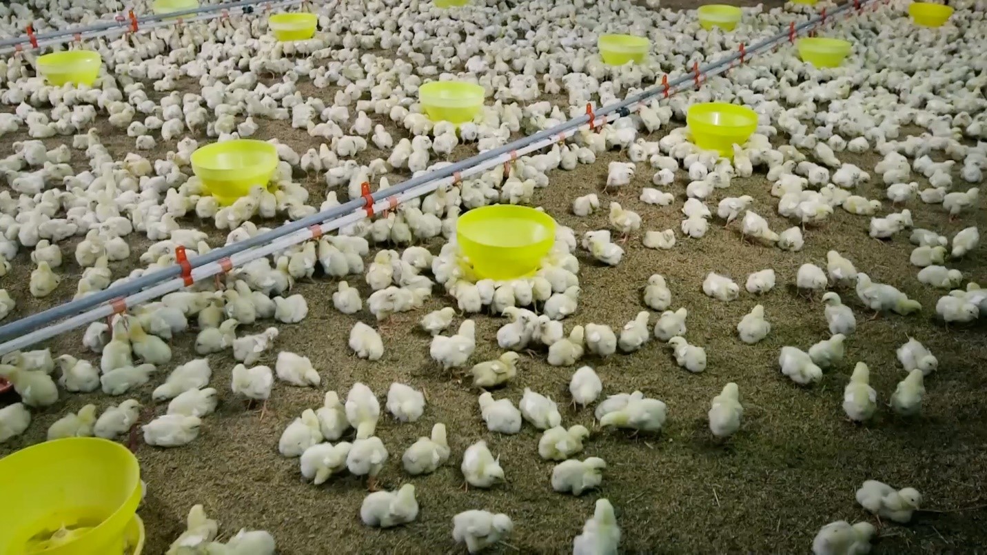 Vì sao KFC là thương hiệu gà rán được ưa thích tại Việt Nam?- Ảnh 2. Nông trại gà đạt tiêu chuẩn chứng nhận an toàn chất lượng toàn cầu