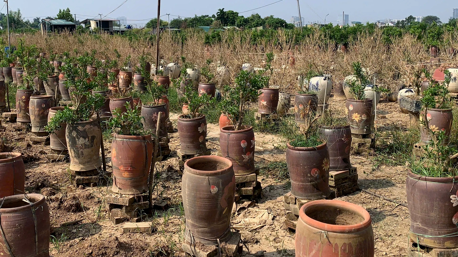 Làng quất cảnh lớn nhất Hà Nội mất tết vì tan hoang sau bão số 3- Ảnh 1.