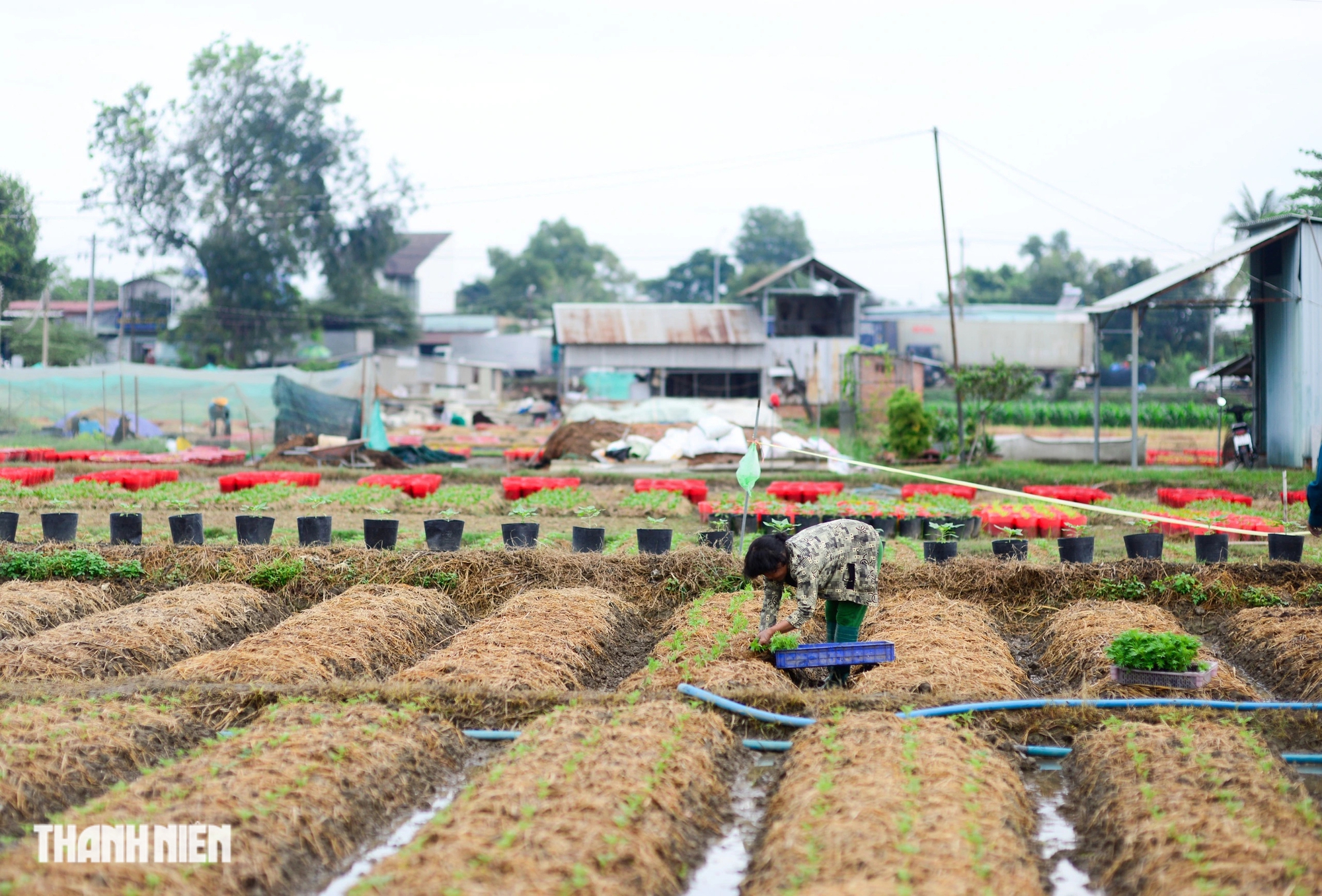 Thủ phủ hoa tết vào vụ cho Ất Tỵ 2025: 'Mong năm nay sẽ khá hơn'- Ảnh 2.