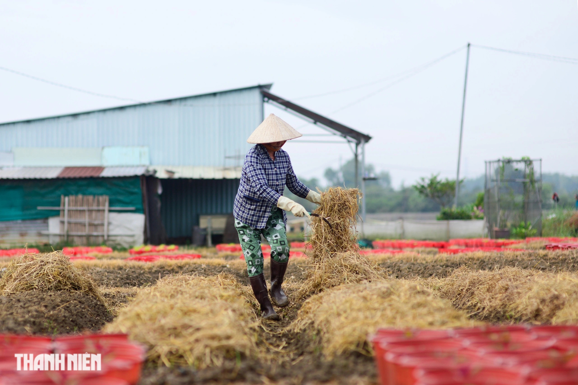 Thủ phủ hoa tết vào vụ cho Ất Tỵ 2025: 'Mong năm nay sẽ khá hơn'- Ảnh 7.