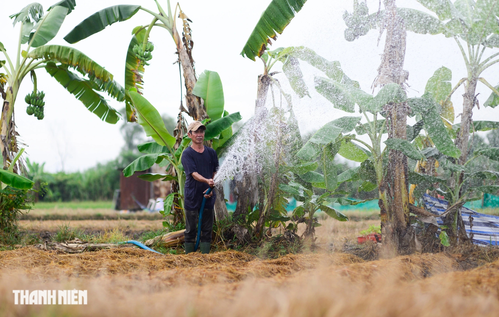 Thủ phủ hoa tết vào vụ cho Ất Tỵ 2025: 'Mong năm nay sẽ khá hơn'- Ảnh 8.