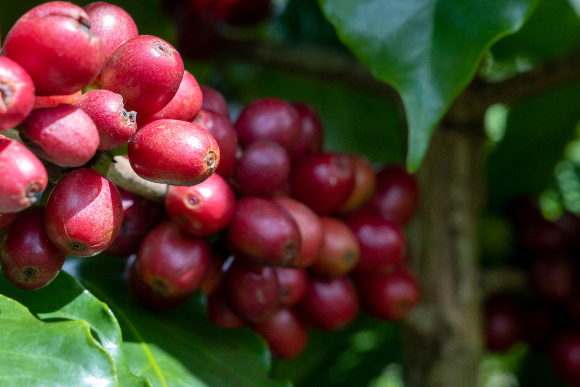 Giá cà phê arabica cao hơn robusta 2.000 USD/tấn, vì sao?- Ảnh 1.