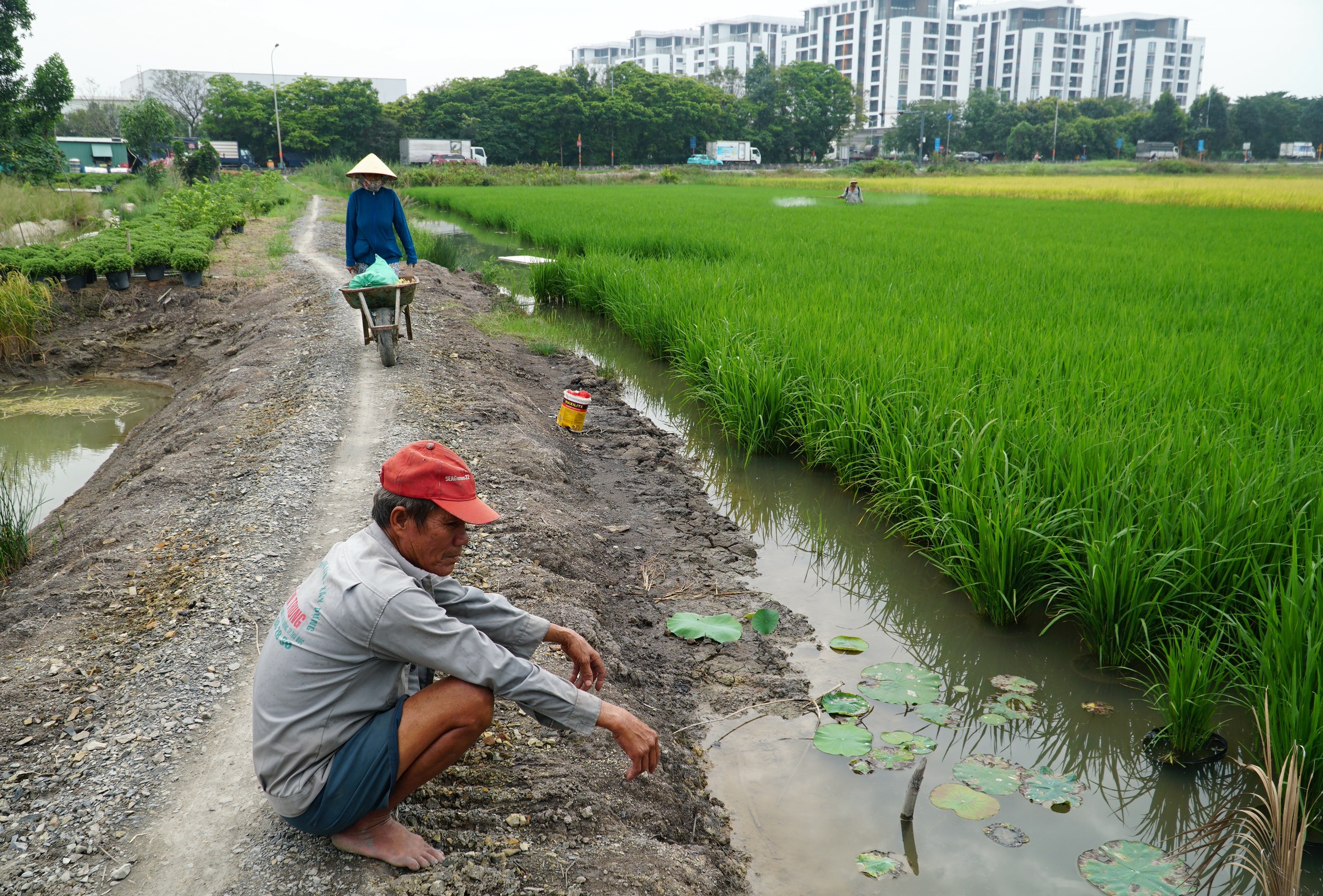 Người dân TP.HCM tất bật gặt lúa chín vàng dưới 'bóng' cao ốc hiện đại- Ảnh 11.