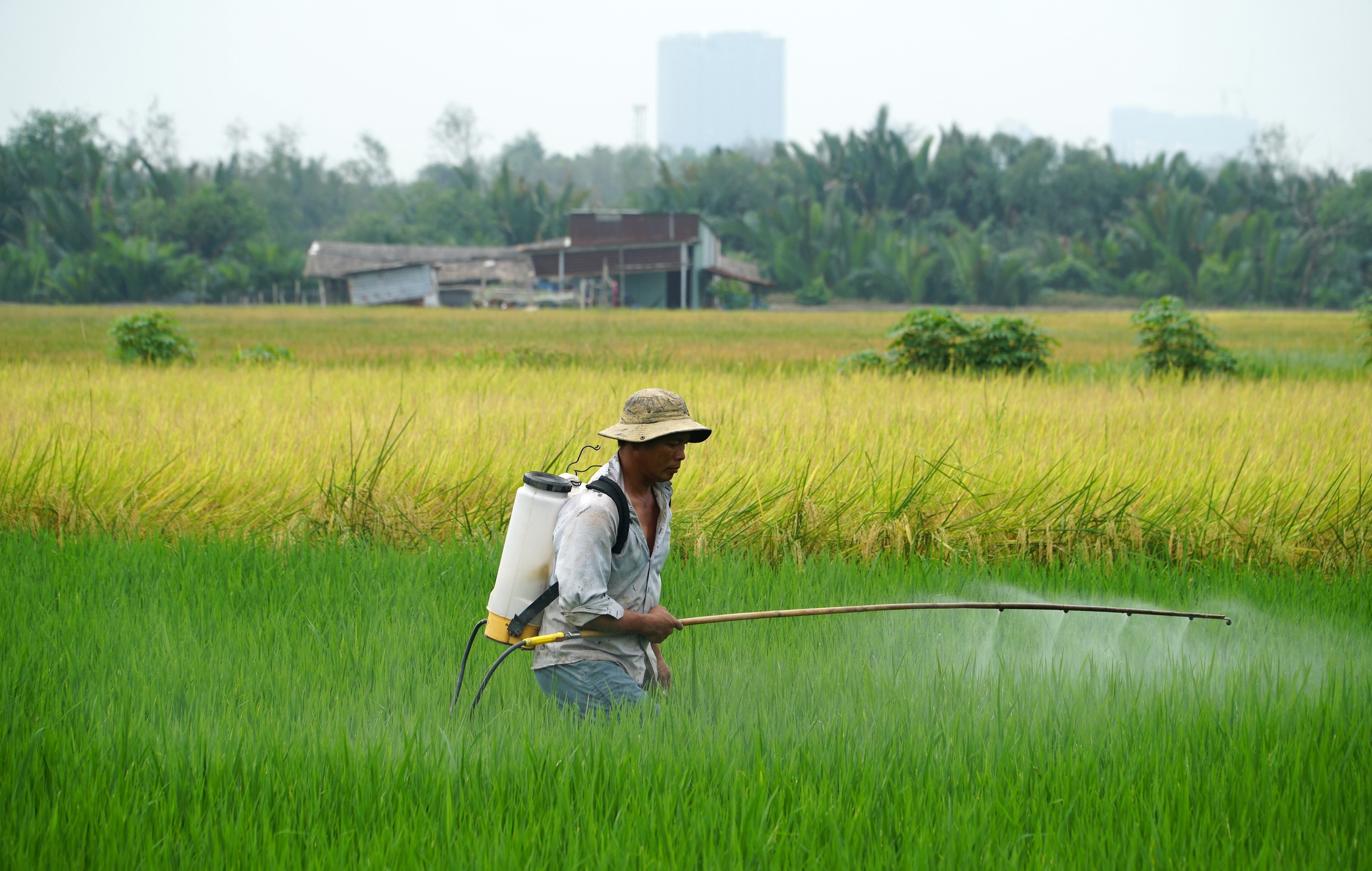 Người dân TP.HCM tất bật gặt lúa chín vàng dưới 'bóng' cao ốc hiện đại- Ảnh 12.