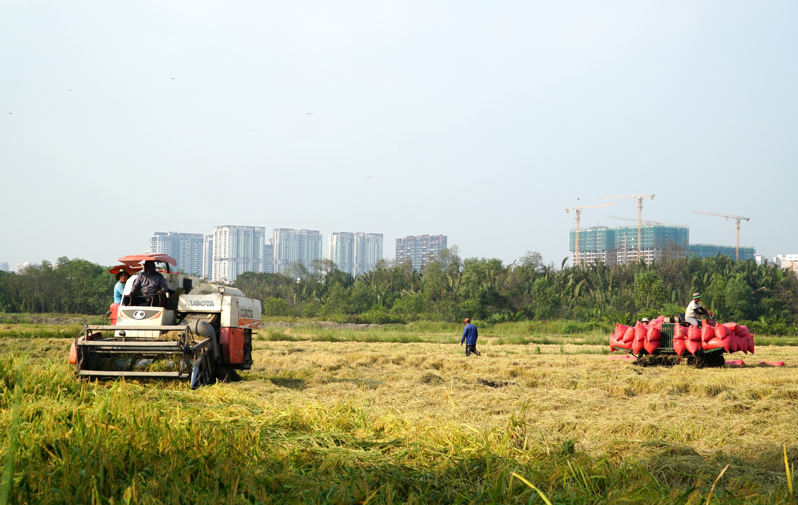 Người dân TP.HCM tất bật gặt lúa chín vàng dưới 'bóng' cao ốc hiện đại- Ảnh 4.