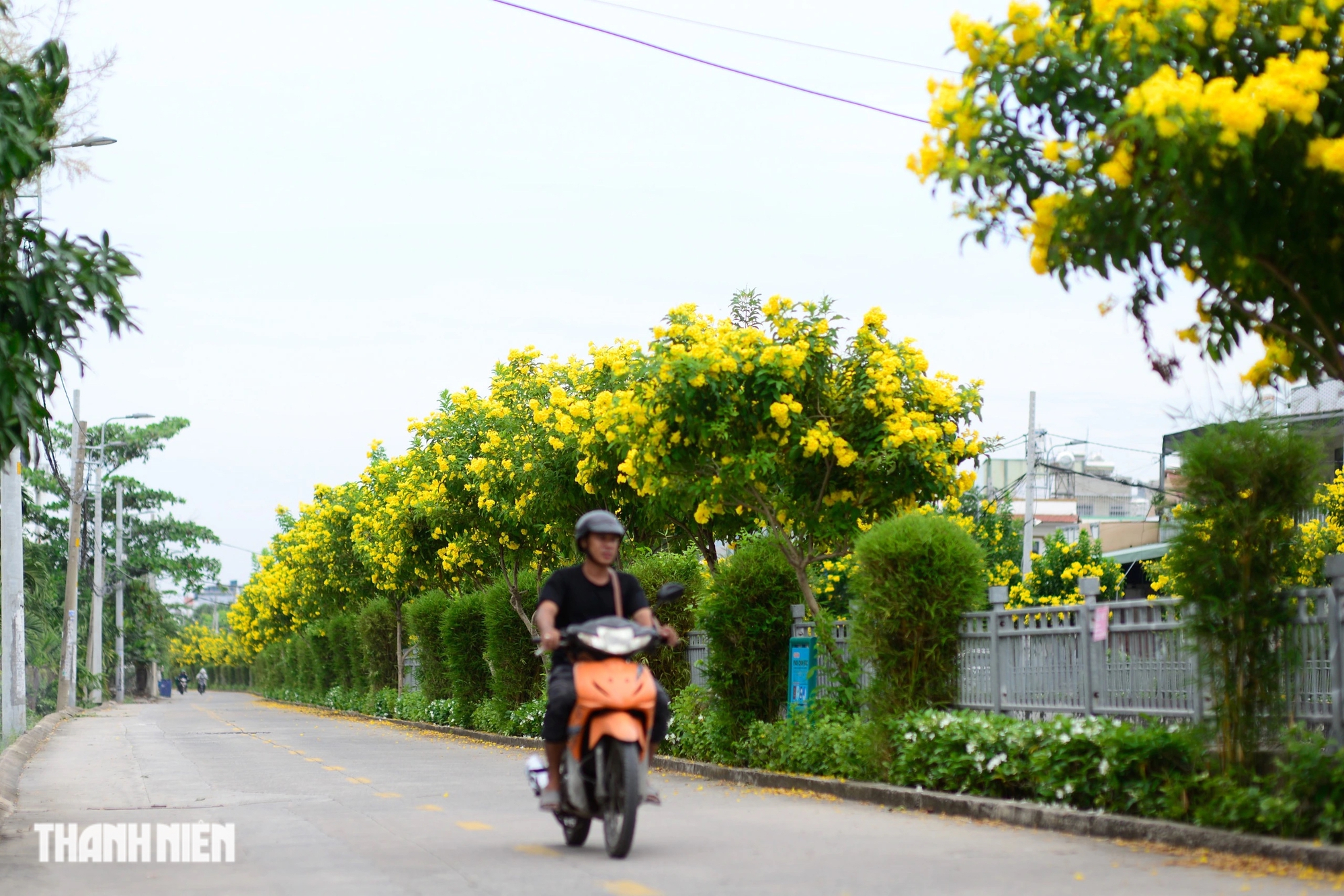 Điểm check in mới tết này ở TP.HCM: Hơn 300 cây huỳnh liên nở rực rỡ- Ảnh 15.