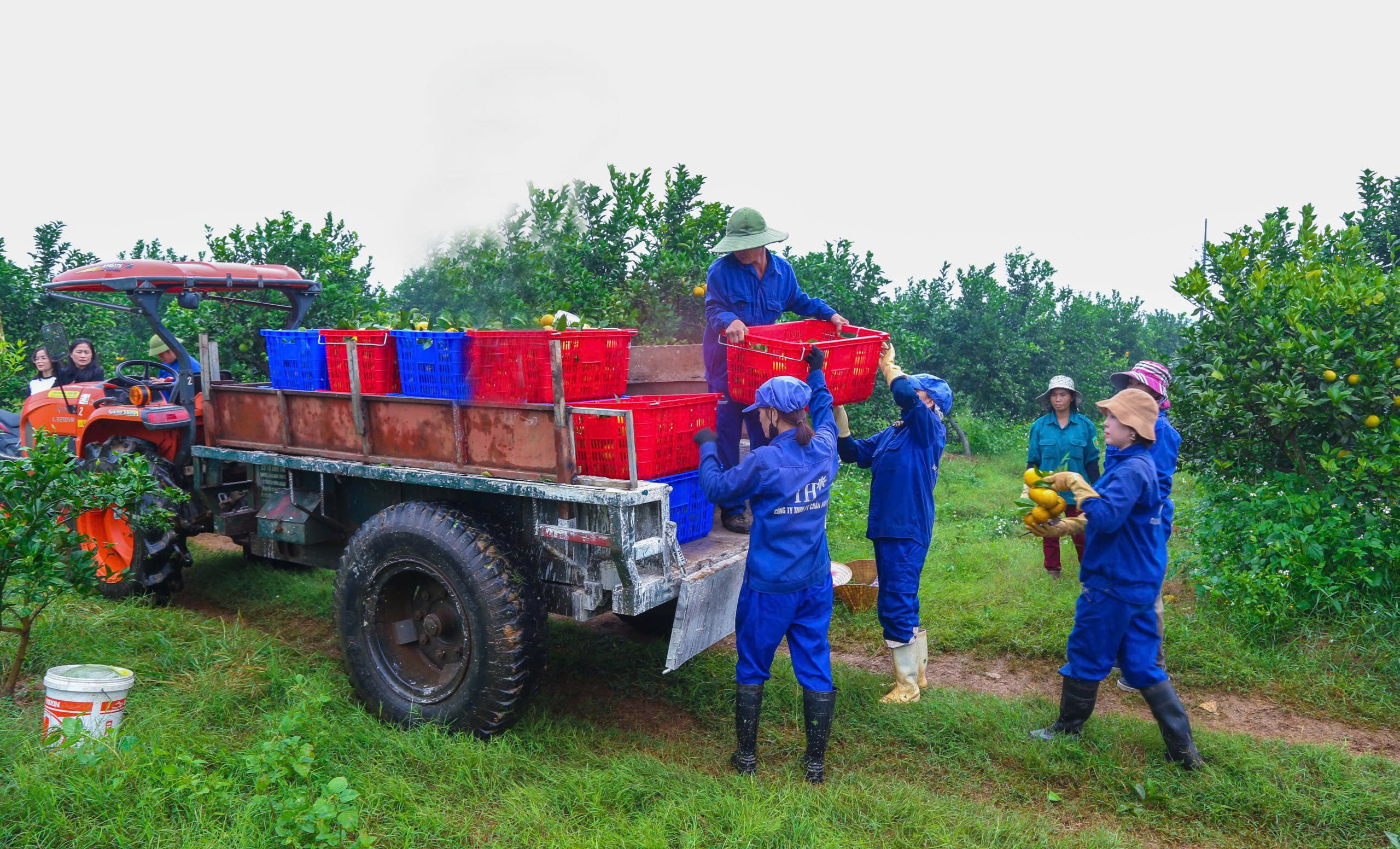 Công nghệ đặc biệt ở 'vườn ‘cam tiến vua' lớn bậc nhất miền Trung- Ảnh 4.