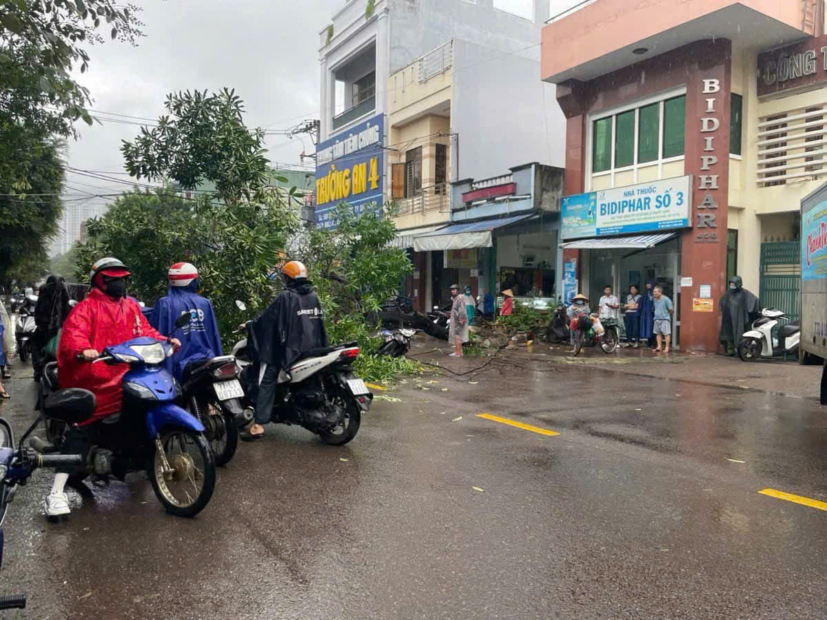 Cây hoa sữa lớn bật gốc ngã đè người đi đường- Ảnh 1.