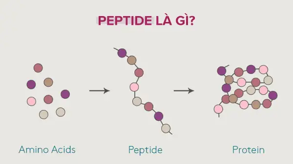 Multi Peptides là gì? Check ngay 8 tác dụng đối với làn da mà ít ai biết- Ảnh 2.