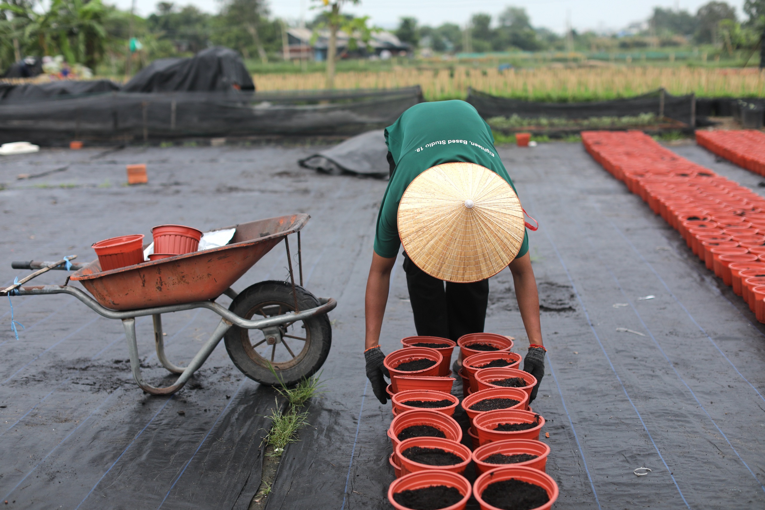 Làng hoa TP.HCM giảm sản lượng vụ tết Ất Tỵ 2025, thêm lo lắng vì thời tiết- Ảnh 9.