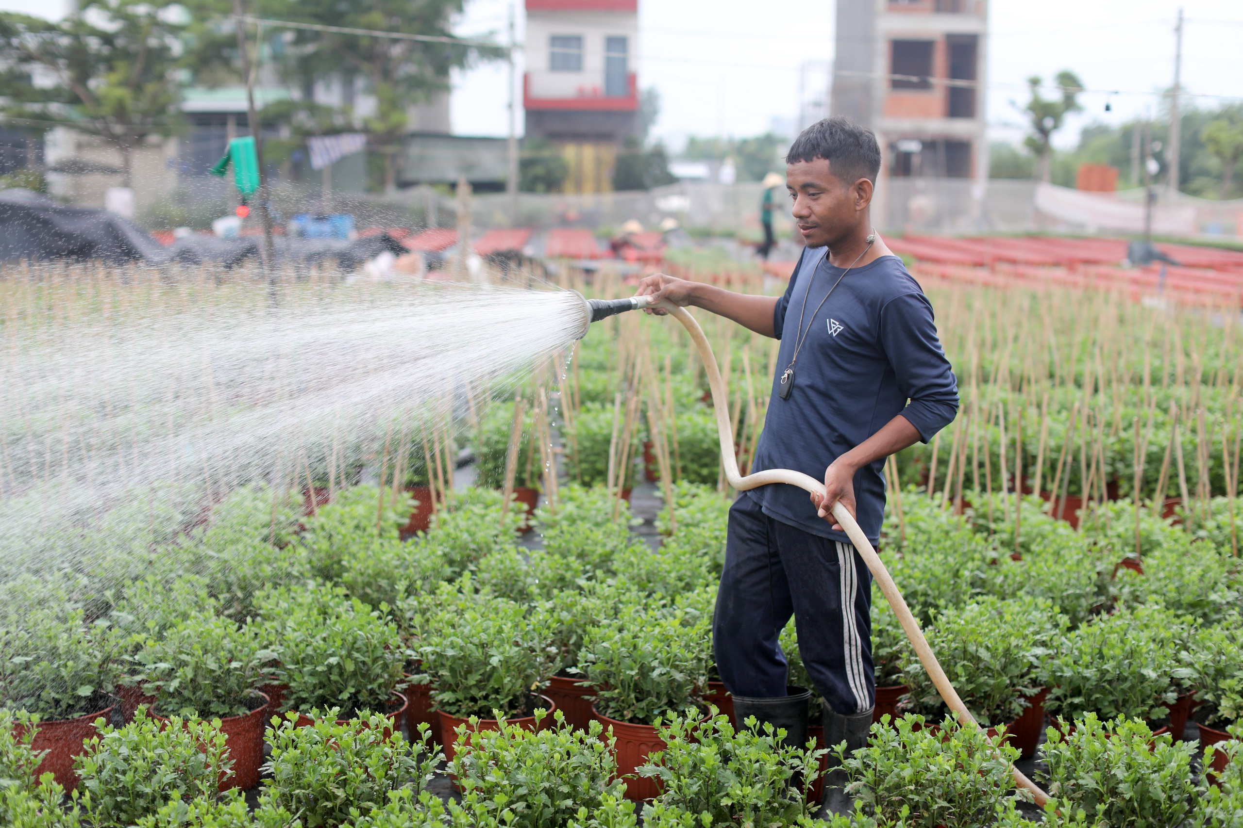 Làng hoa tết TP.HCM thấp thỏm: 'Gạo thịt có tăng giá người ta vẫn mua, còn hoa thì...'- Ảnh 2.