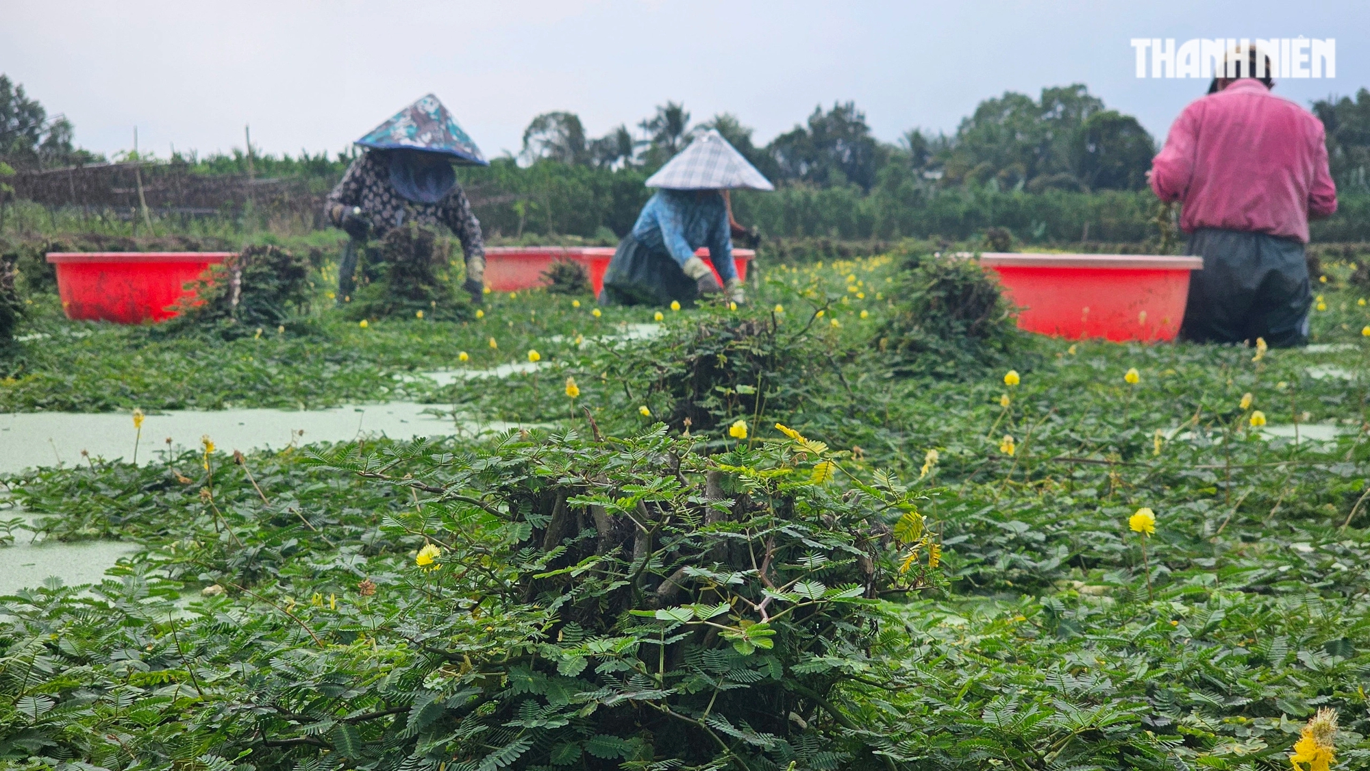 Miền Tây có ruộng rau nhút lạ mắt xanh mướt- Ảnh 7.