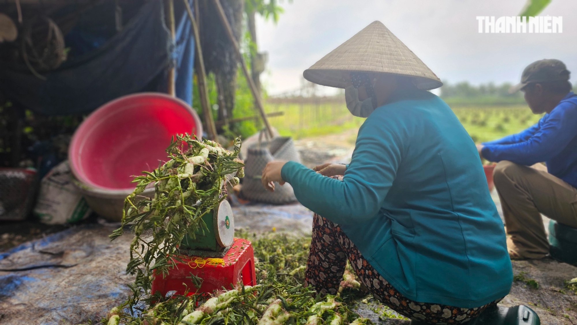 Miền Tây có ruộng rau nhút lạ mắt xanh mướt- Ảnh 9.