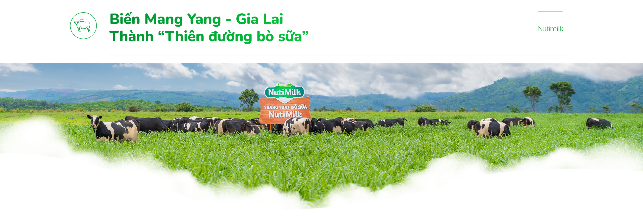 Tới Gia Lai thăm các cô bò sữa hạnh phúc- Ảnh 9.