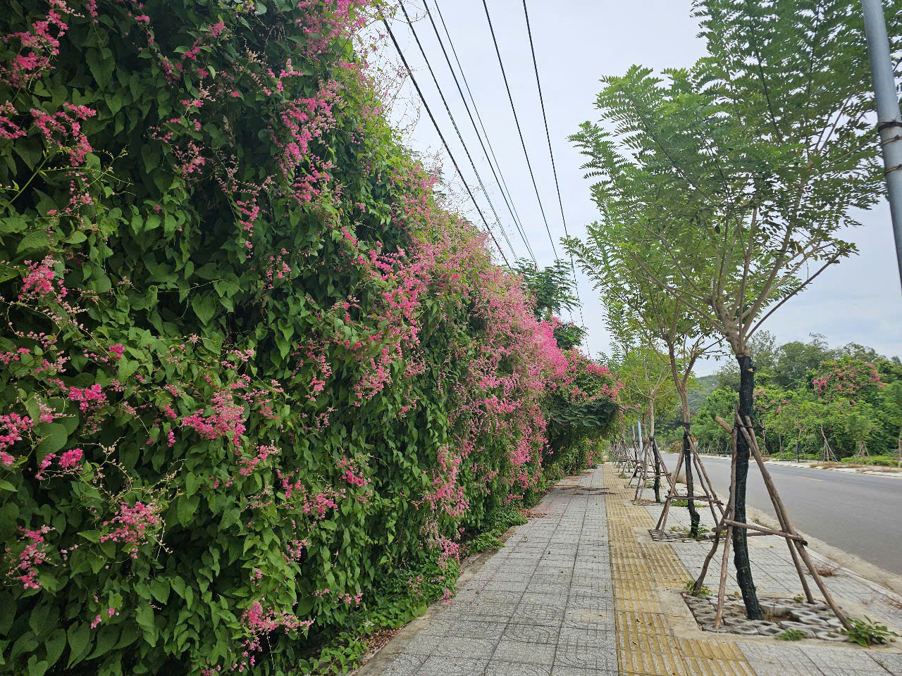 Độc, lạ những con đường hoa ở Long Điền- Ảnh 1. Đường hoa anh đào ở Đèo Nước Ngọt