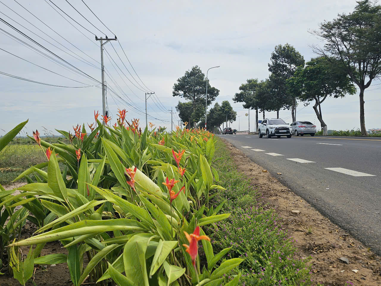 Độc, lạ những con đường hoa ở Long Điền- Ảnh 4. Đường hoa dọc quốc lộ 55