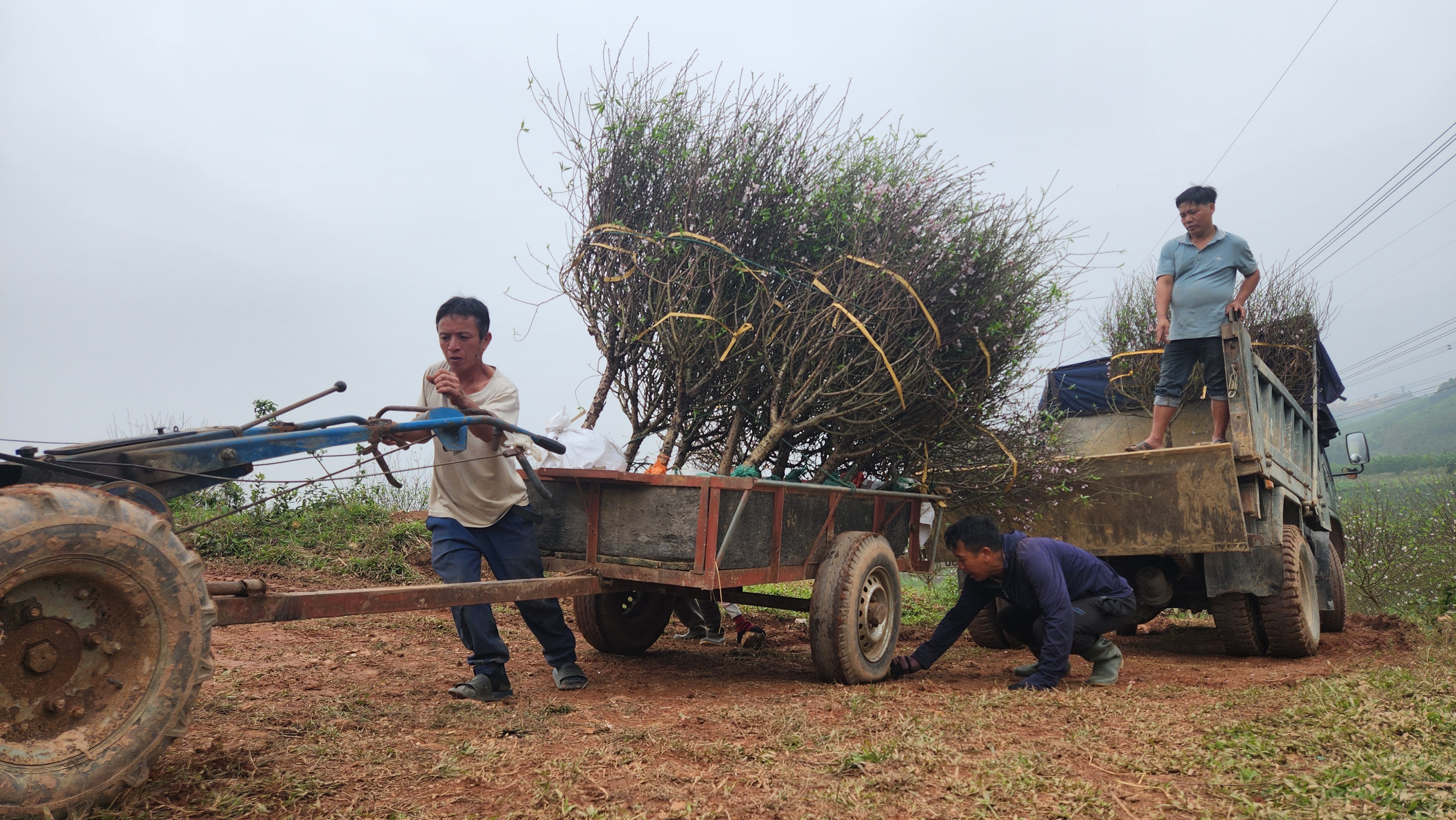 Kiếm tiền triệu mỗi ngày nhờ đánh gốc, chở đào thuê mùa tết- Ảnh 10.