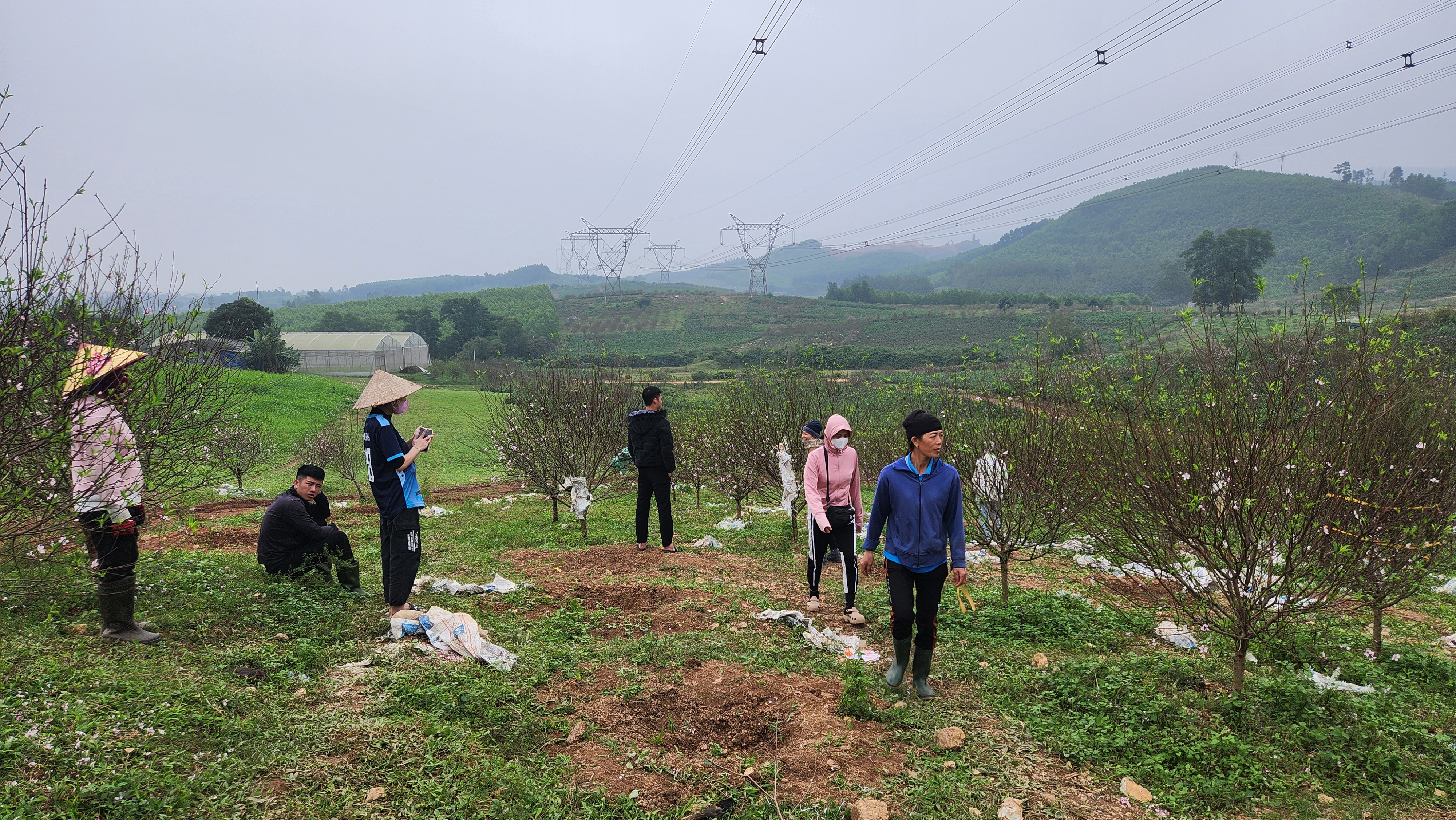 Kiếm tiền triệu mỗi ngày nhờ đánh gốc, chở đào thuê mùa tết- Ảnh 6.