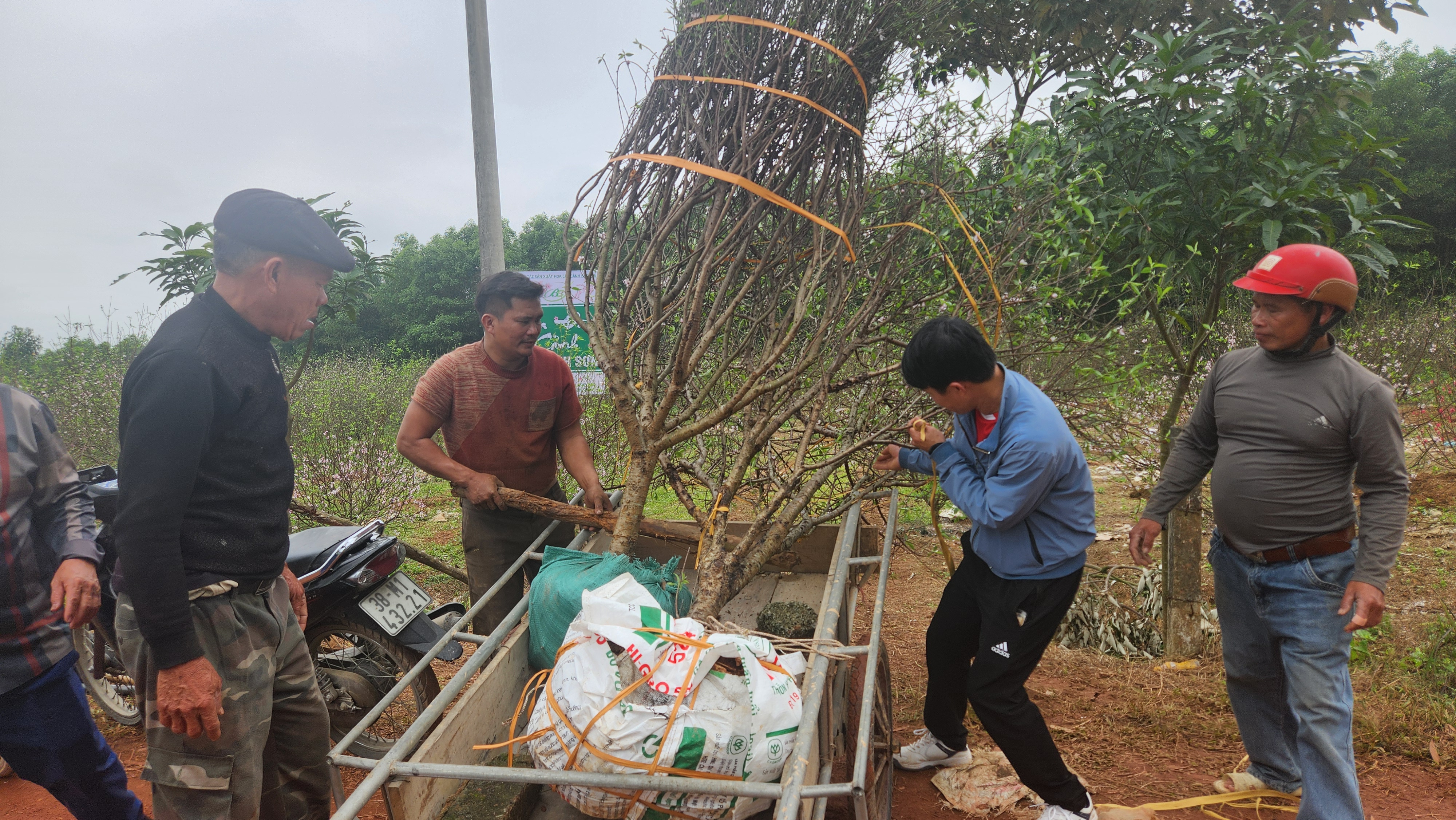 Kiếm tiền triệu mỗi ngày nhờ đánh gốc, chở đào thuê mùa tết- Ảnh 13.