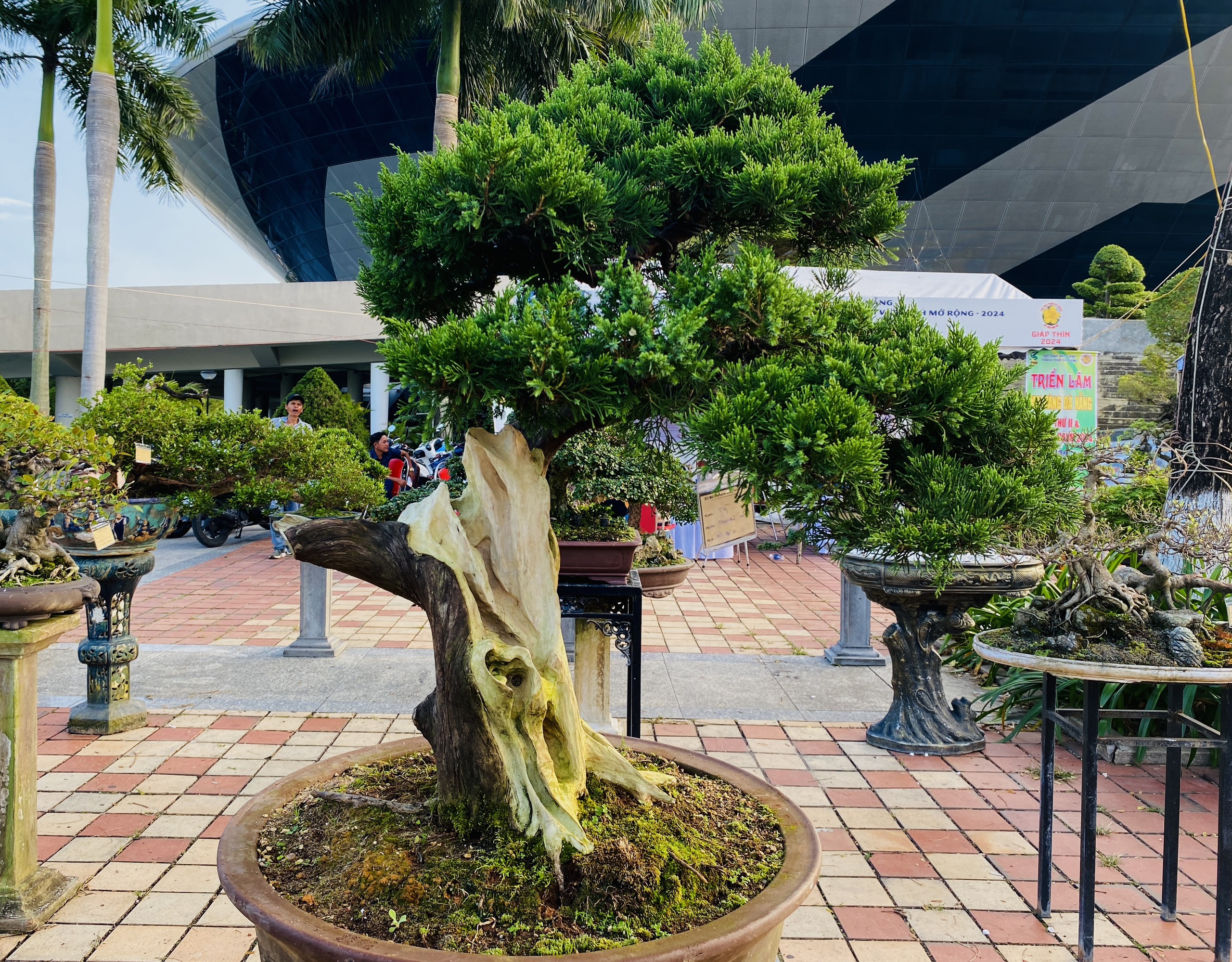 Dàn bonsai thế độc dáng lạ quy tụ, người xem mãn nhãn- Ảnh 3.