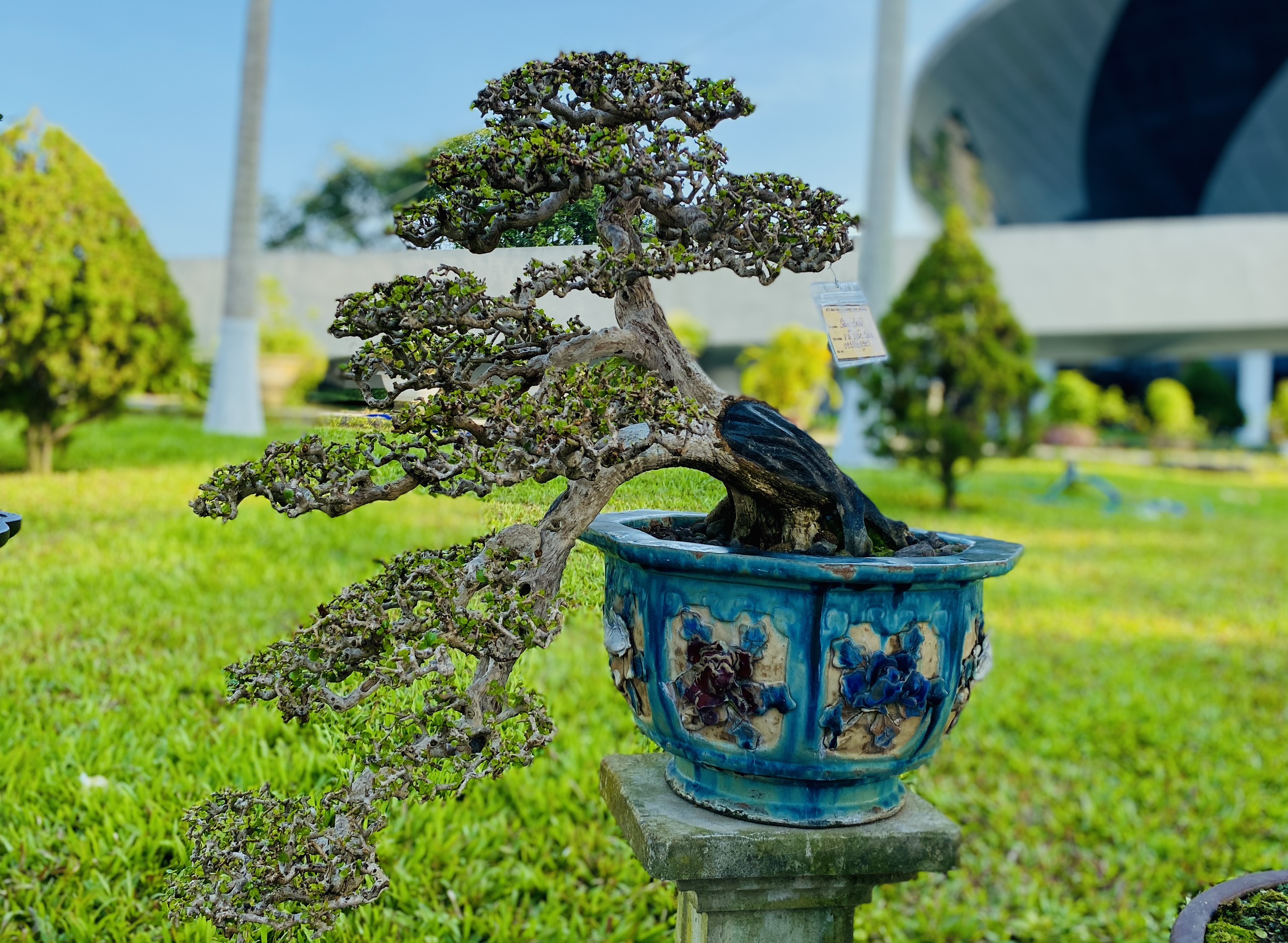 Dàn bonsai thế độc dáng lạ quy tụ, người xem mãn nhãn- Ảnh 4.