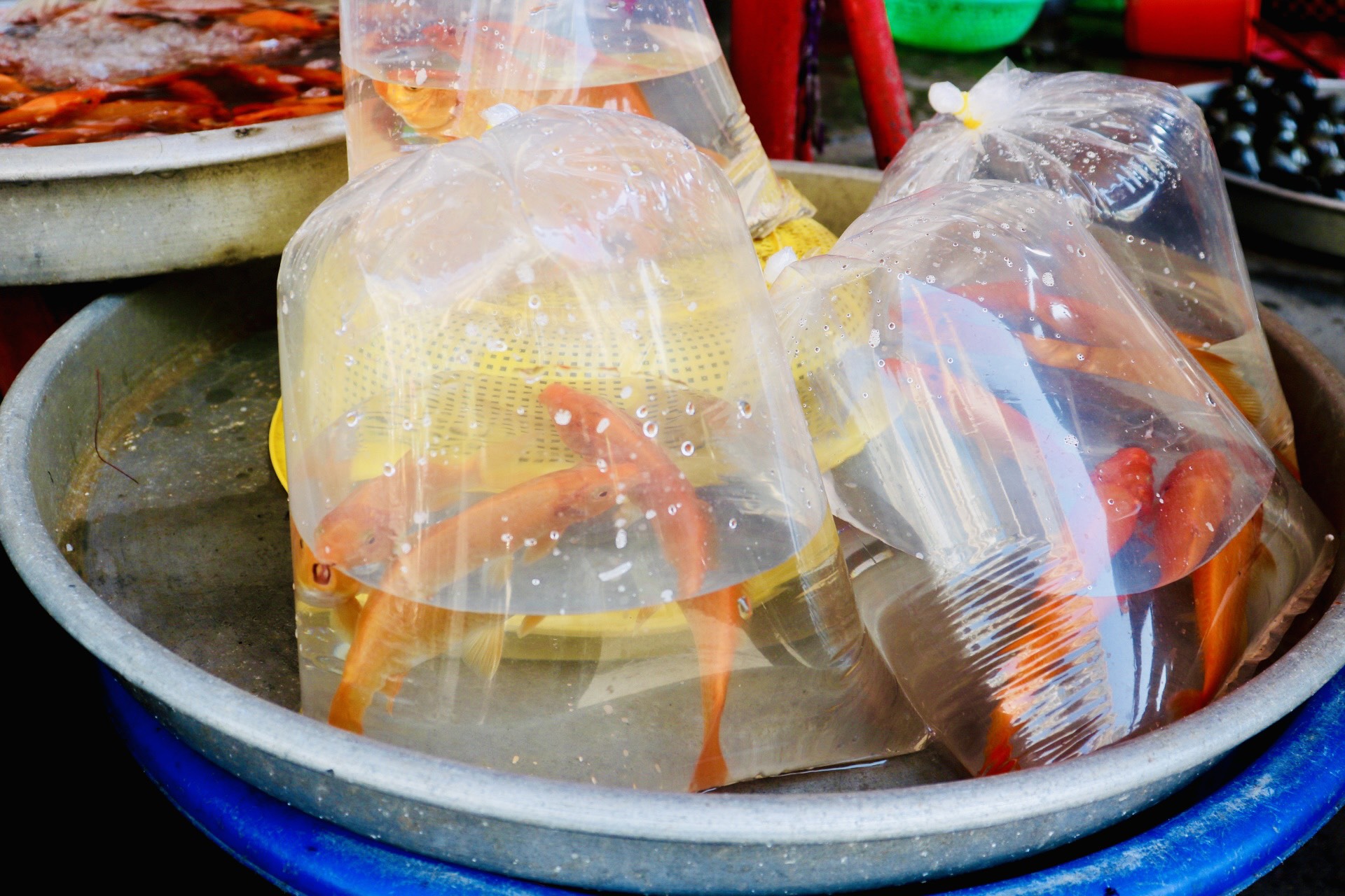 Tấp nập đi chợ ở TP.HCM mua cá chép cúng ông Táo- Ảnh 10.